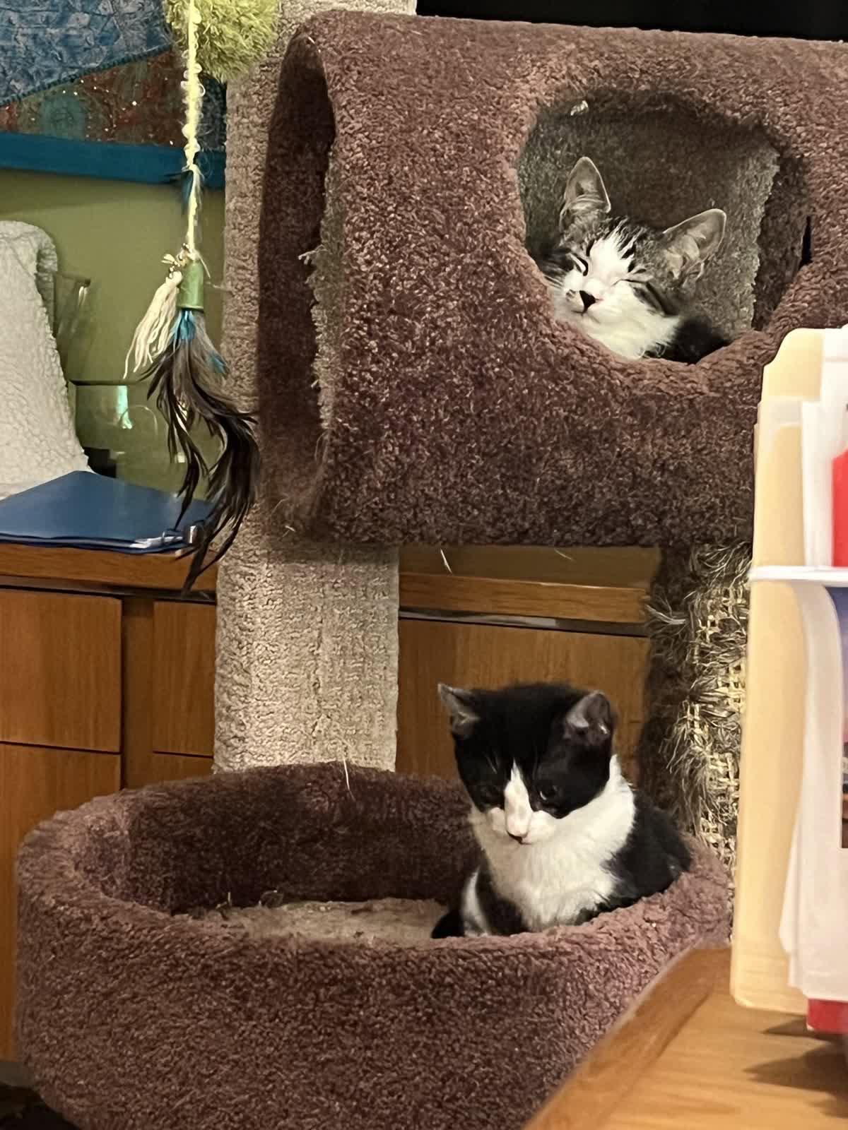 Sox, Adoptable, Young Male Domestic Short Hair.