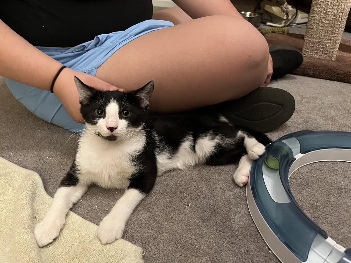 Sox, a Adoptable Domestic Short Hair in Alpharetta, GA image 2/3