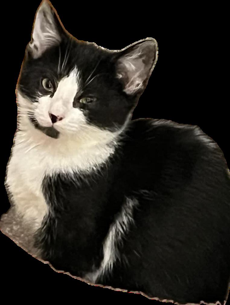Sox, a Adoptable Domestic Short Hair in Alpharetta, GA image 3/3