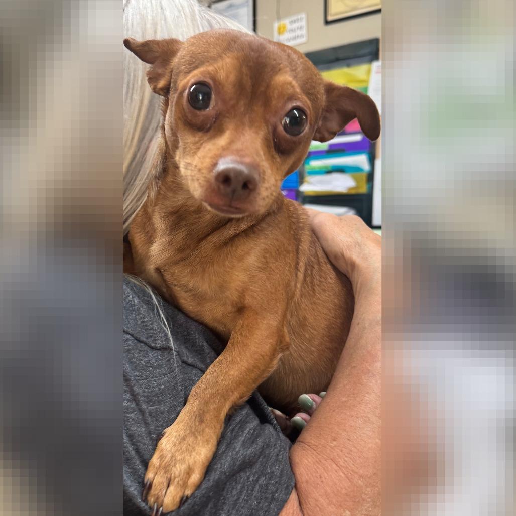 Hugo, Adoptable, Young Male Chihuahua.