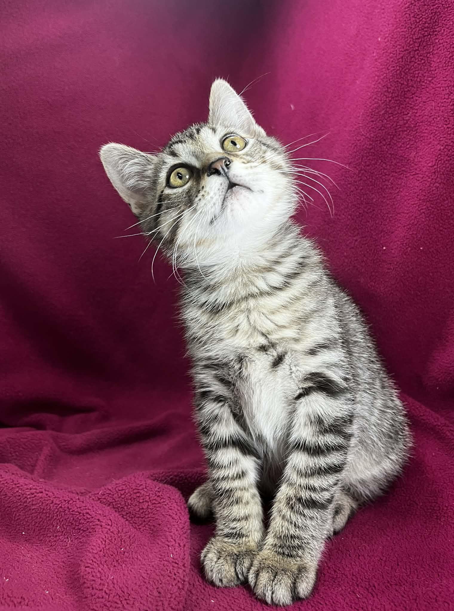 Prima, an adopted Tabby in Tavares, FL image 2/2