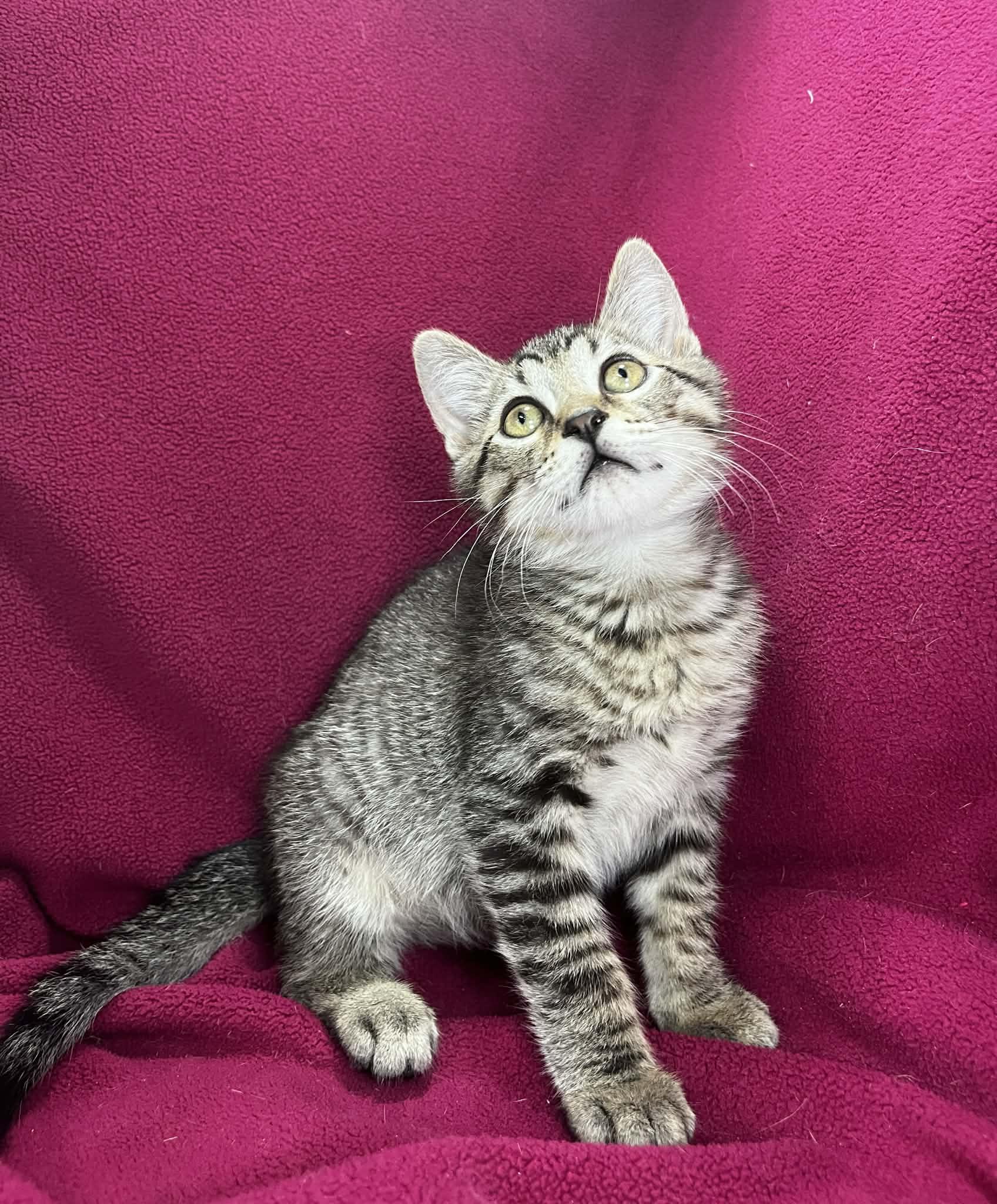 Prima, an adopted Tabby in Tavares, FL image 1/2