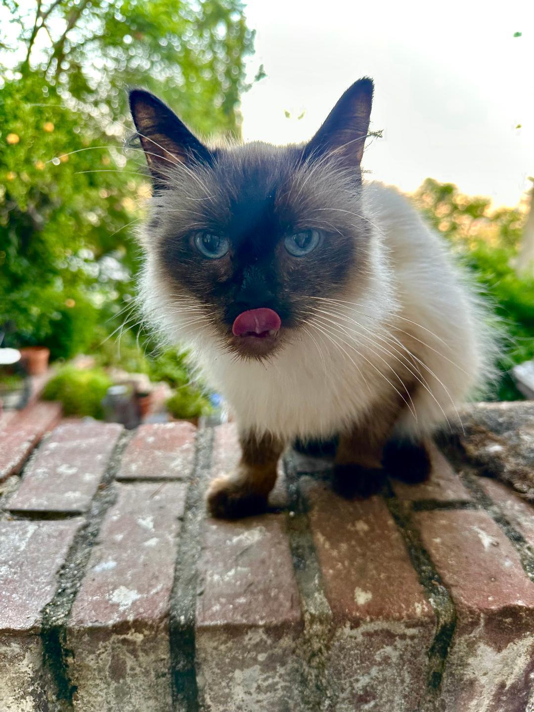 Enlarge Cindy, a Adoptable Siamese in BEVERLY HILLS, CA image 1/2