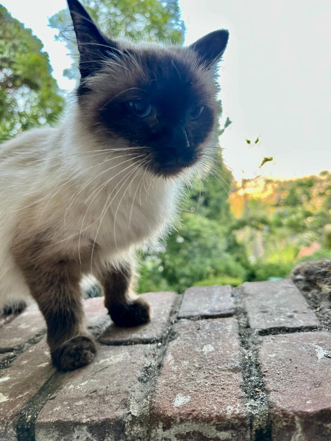 Enlarge Cindy, a Adoptable Siamese in BEVERLY HILLS, CA image 2/2