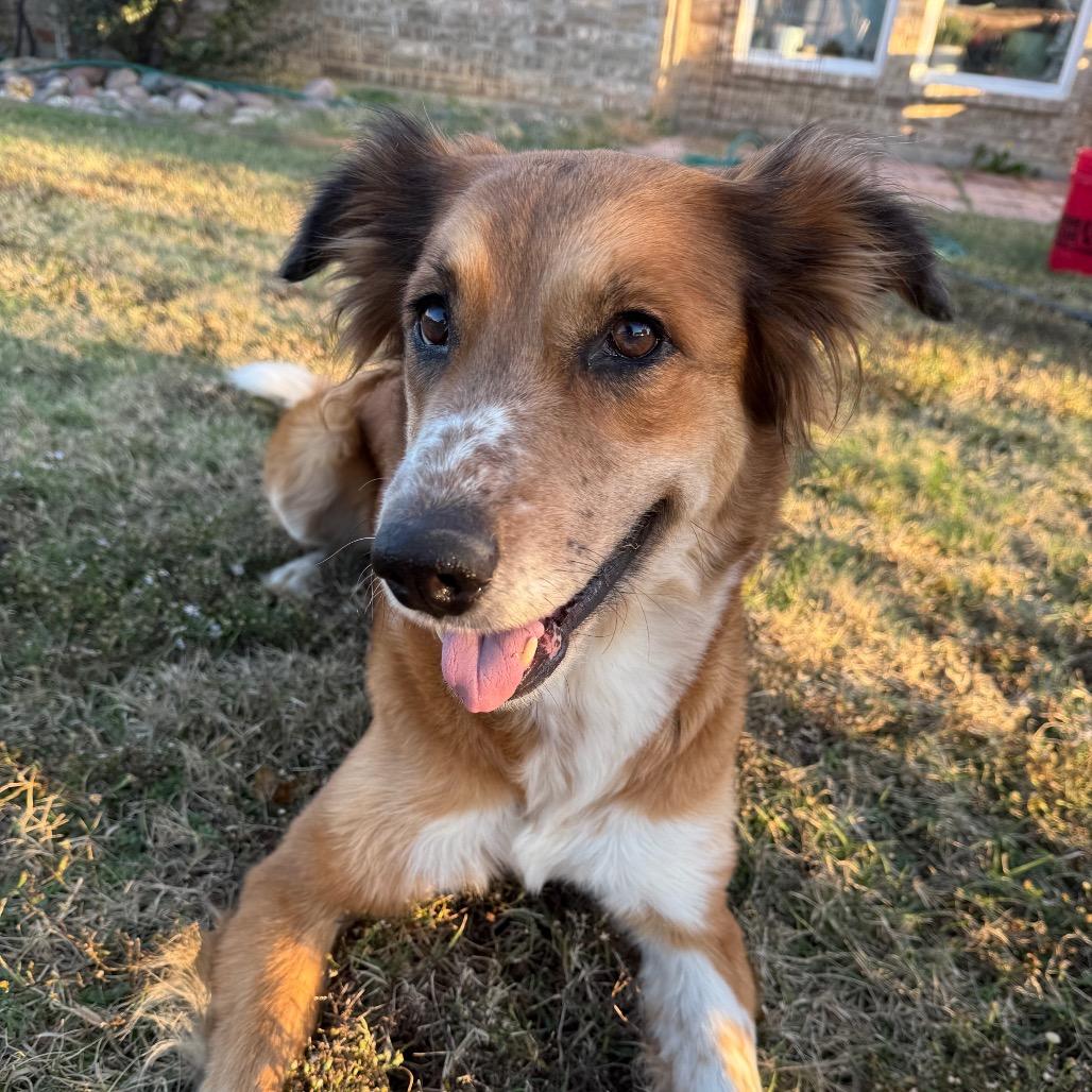 Ginny, a Adoptable Mixed Breed in Oxford, ME image 1/4