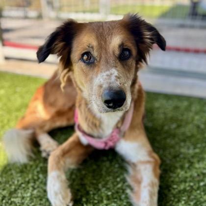 Ginny, a Adoptable Mixed Breed in Oxford, ME image 2/4
