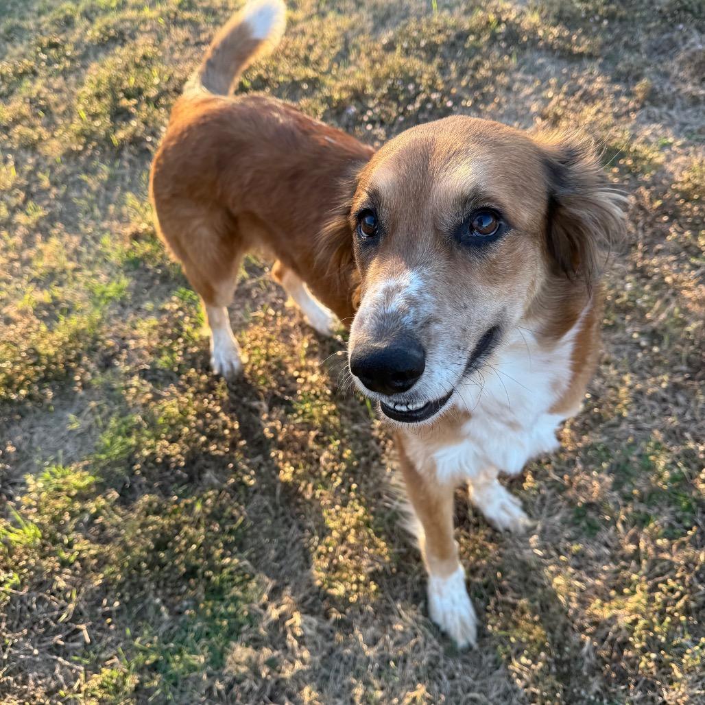 Ginny, a Adoptable Mixed Breed in Oxford, ME image 3/4