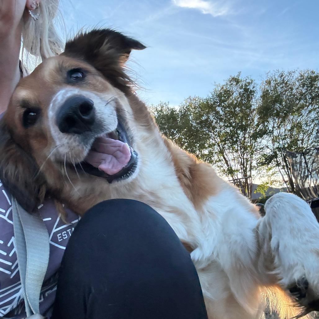 Ginny, a Adoptable Mixed Breed in Oxford, ME image 4/4