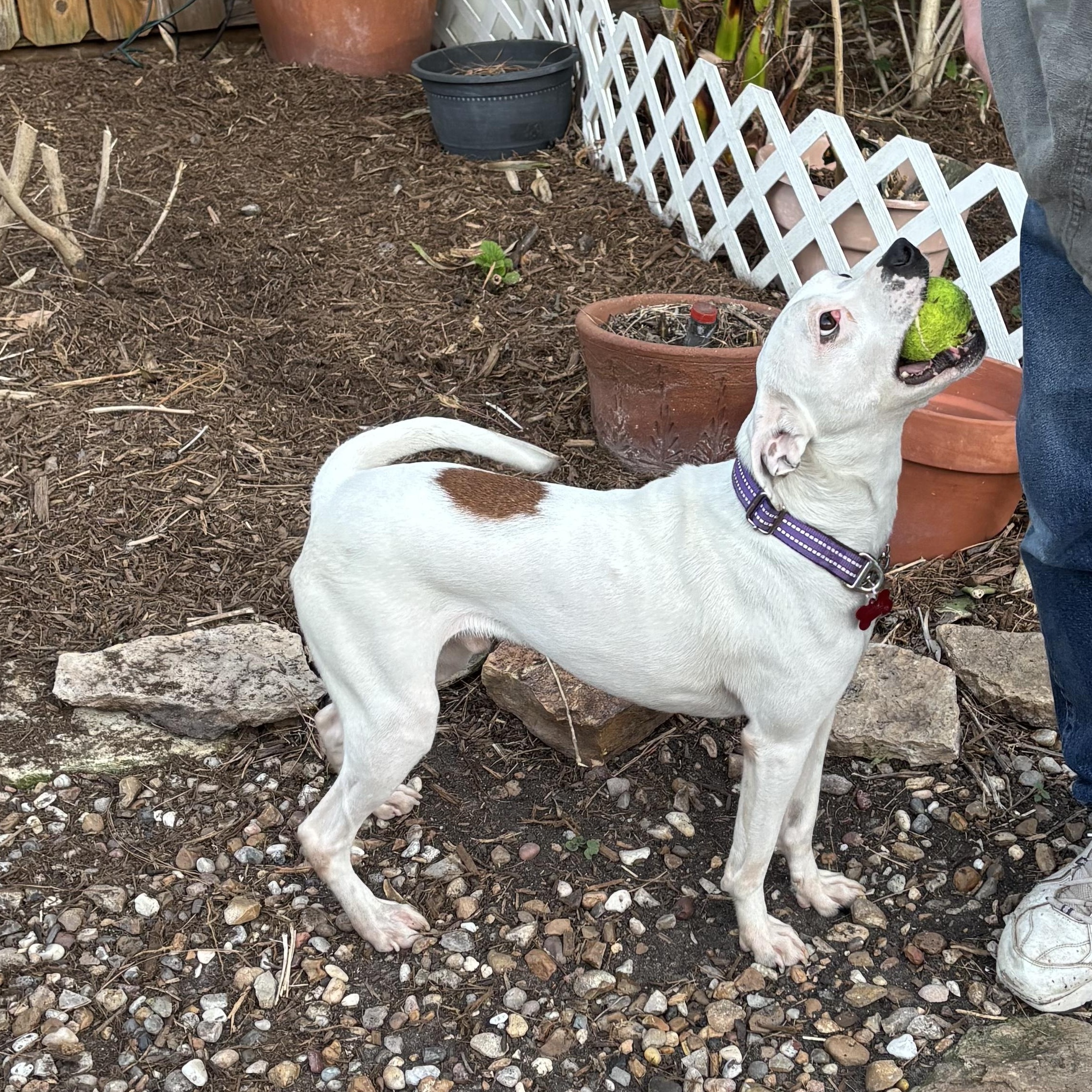 Enlarge Al, a Adoptable mixed breed in New York, NY image 2/6