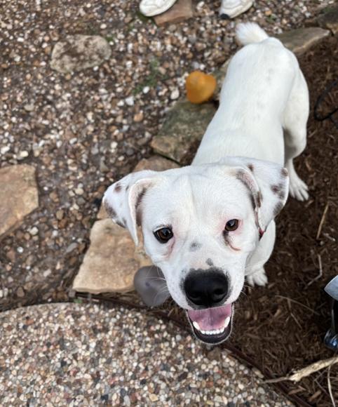 Enlarge Al, a Adoptable mixed breed in New York, NY image 5/6