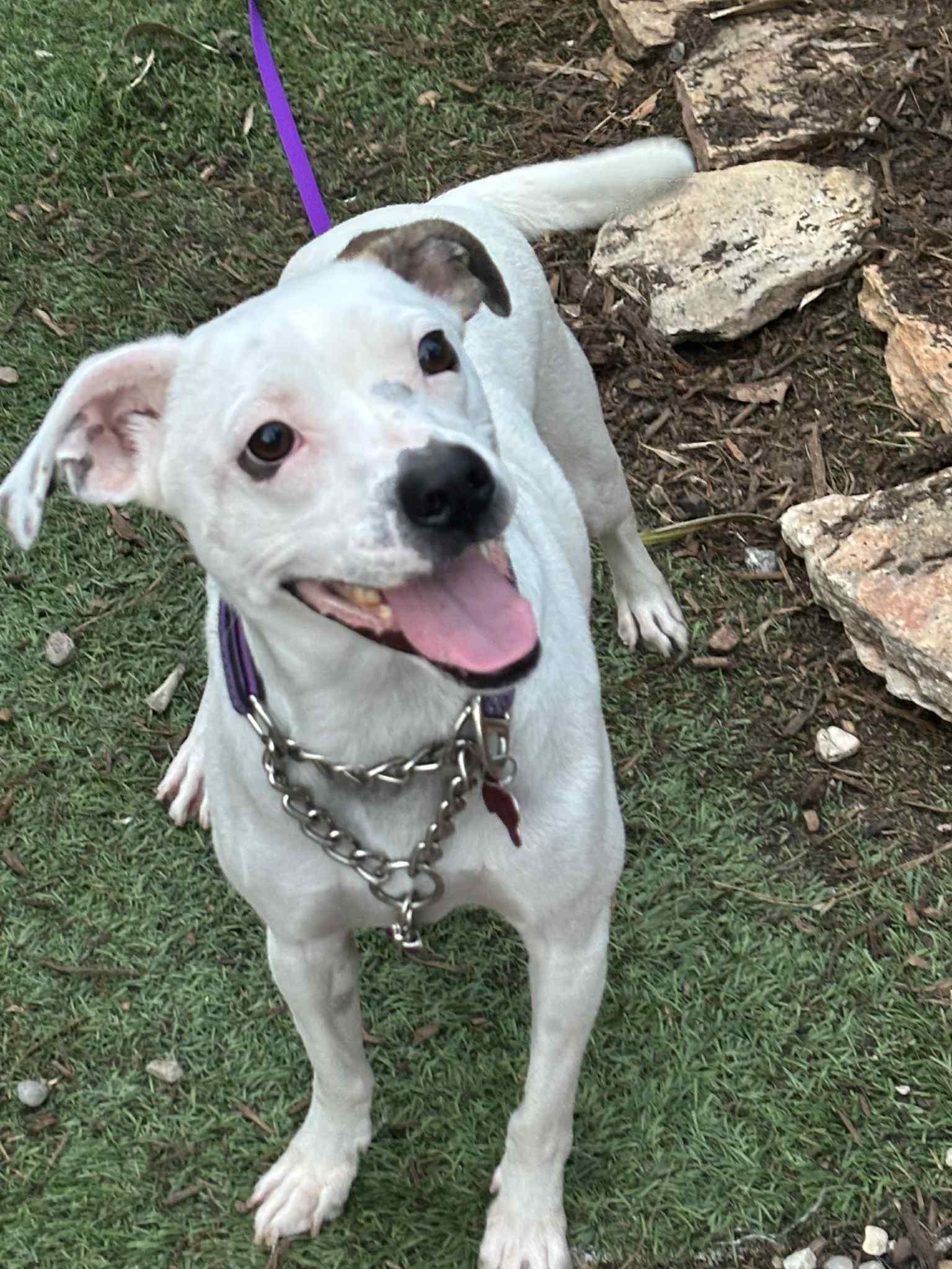 Enlarge Al, a Adoptable mixed breed in New York, NY image 1/6