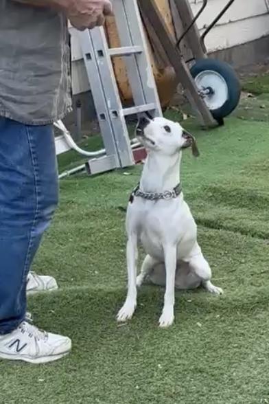 Enlarge Al, a Adoptable mixed breed in New York, NY image 3/6