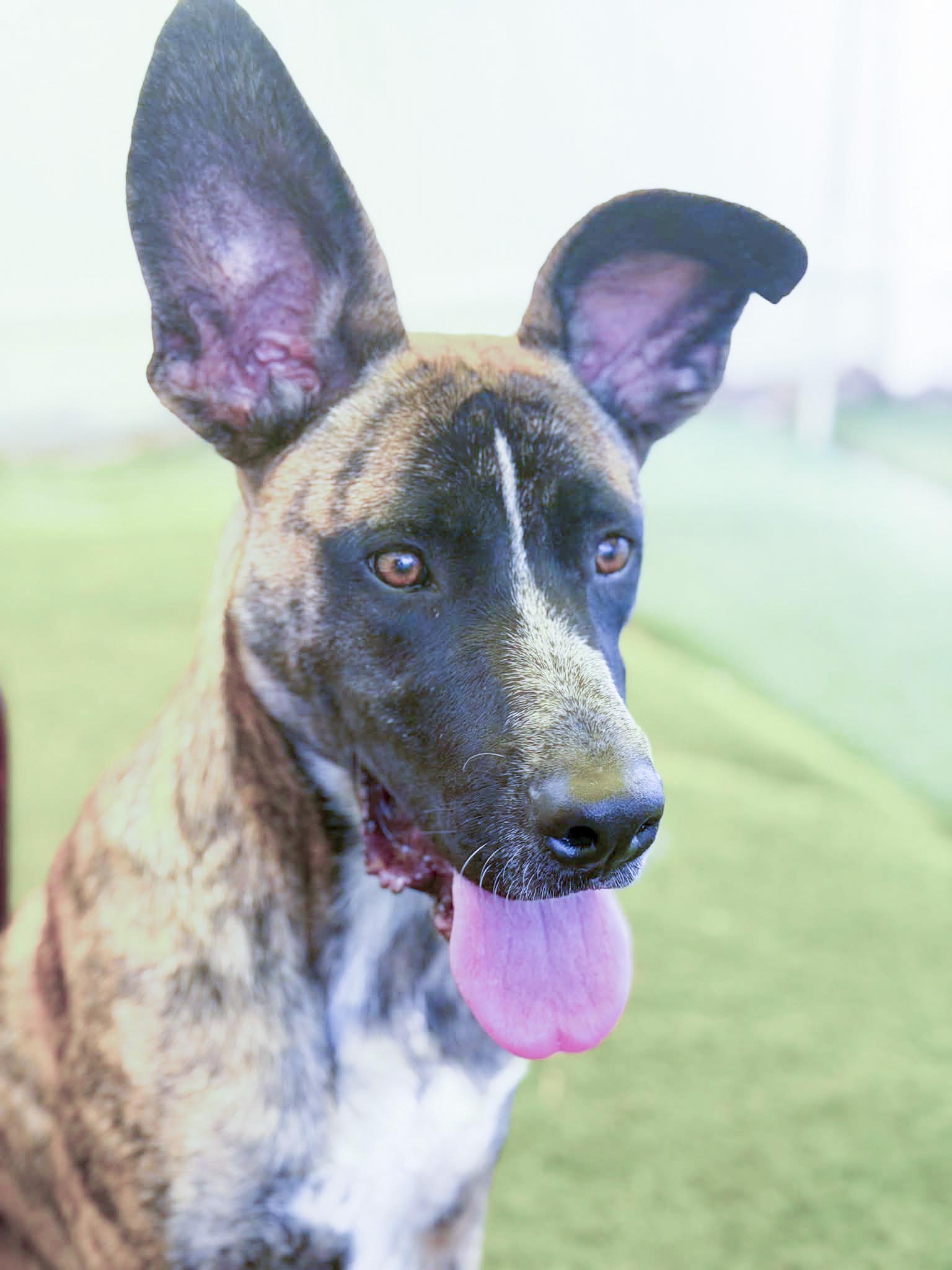 Scout, a ADOPTABLE mixed breed in Agua Dulce, CA image 1/5