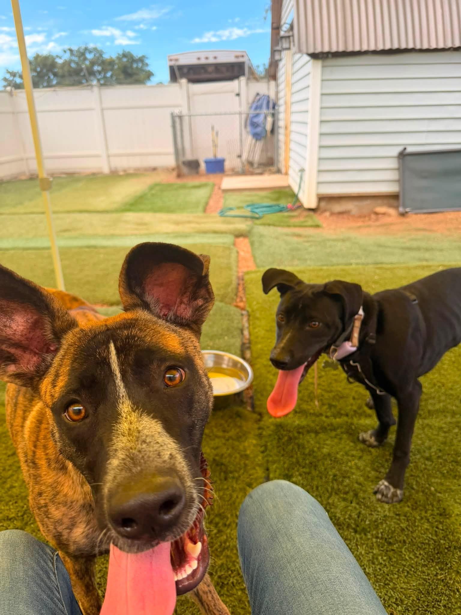 Scout, a ADOPTABLE mixed breed in Agua Dulce, CA image 3/5