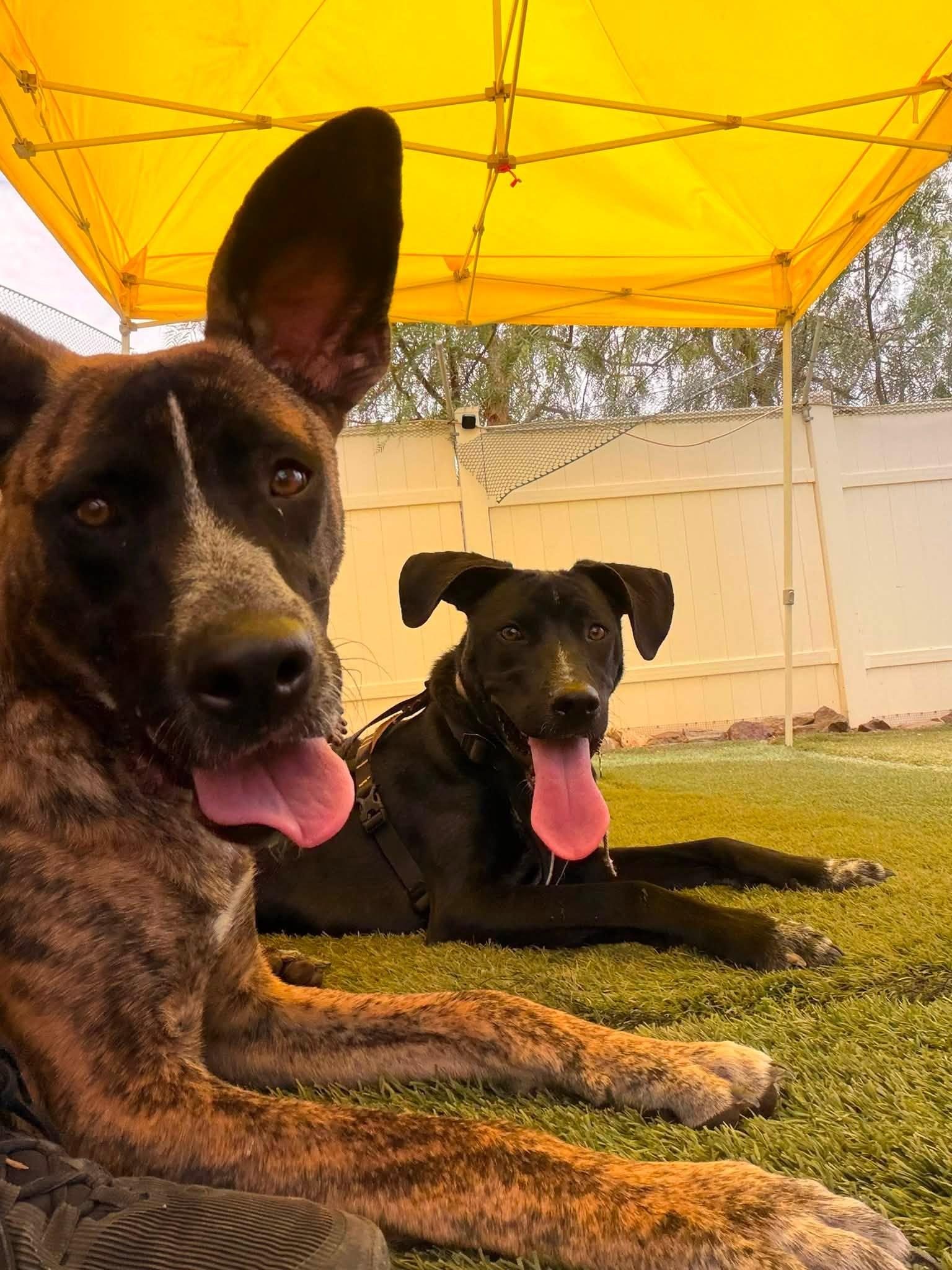 Scout, a ADOPTABLE mixed breed in Agua Dulce, CA image 5/5
