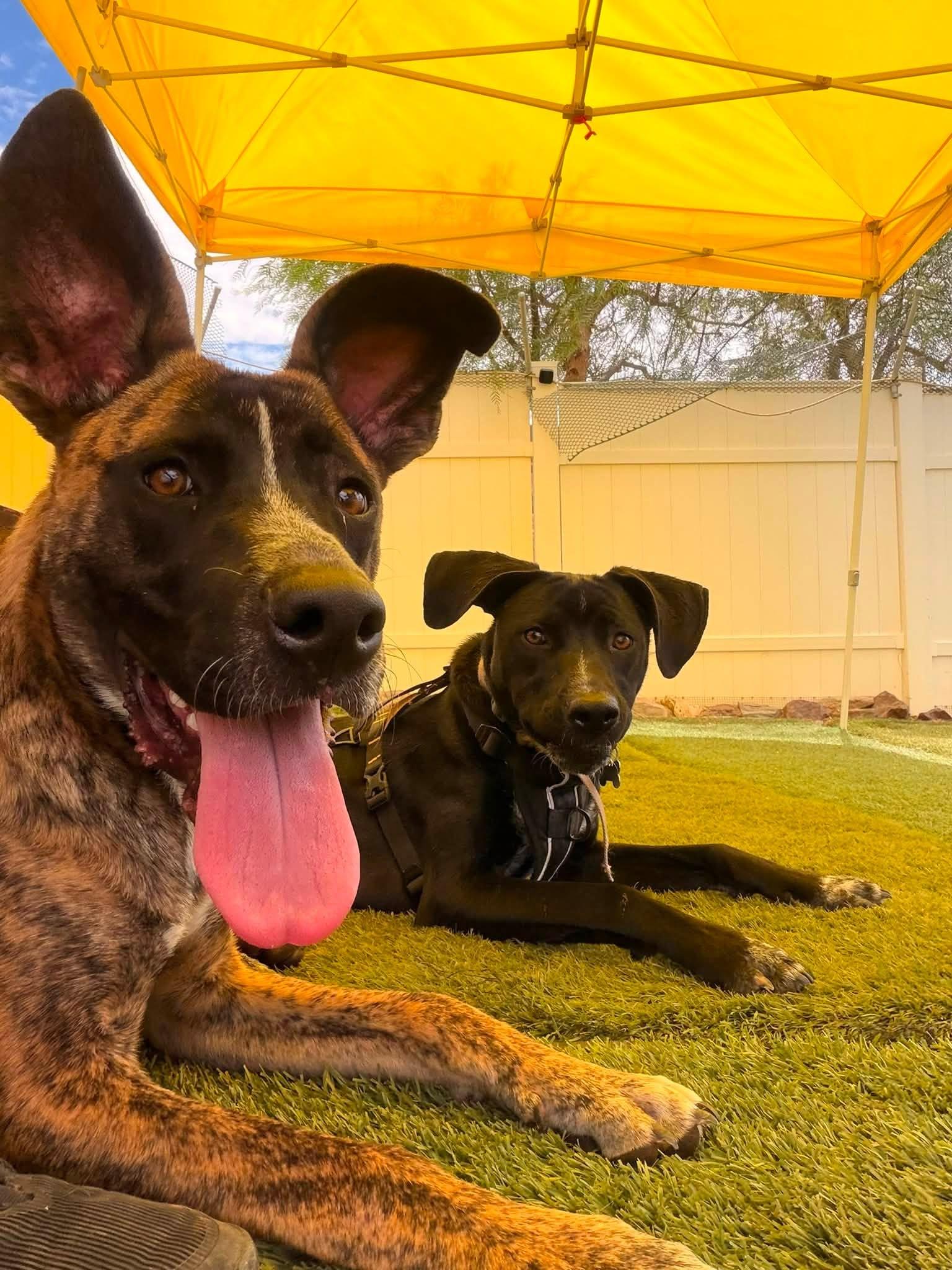 Scout, a ADOPTABLE mixed breed in Agua Dulce, CA image 2/5