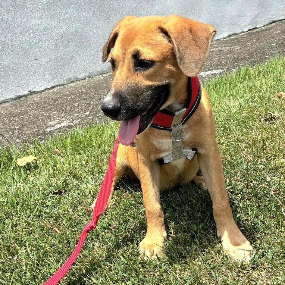 Teddy Bear "yours Forever!" thumbnail 3