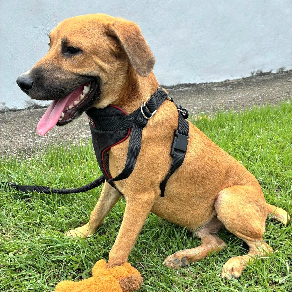 Teddy Bear "yours Forever!" thumbnail 5