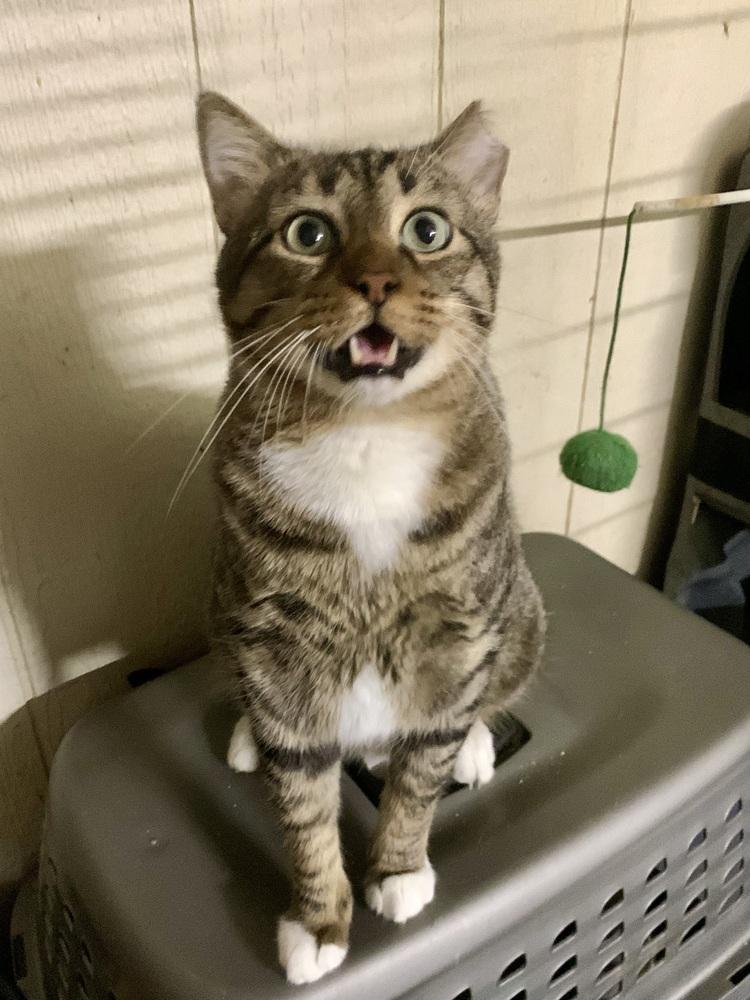 Enlarge CatMan, a Adoptable mixed breed in Dallas, TX image 1/6