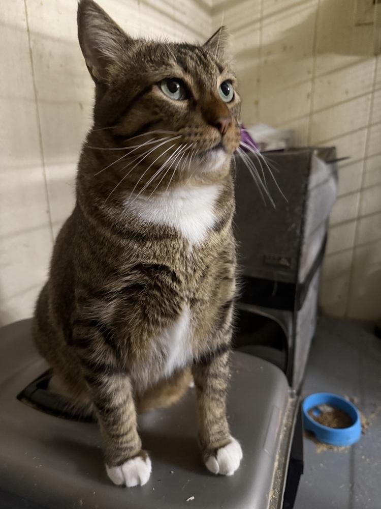 Enlarge CatMan, a Adoptable mixed breed in Dallas, TX image 2/6