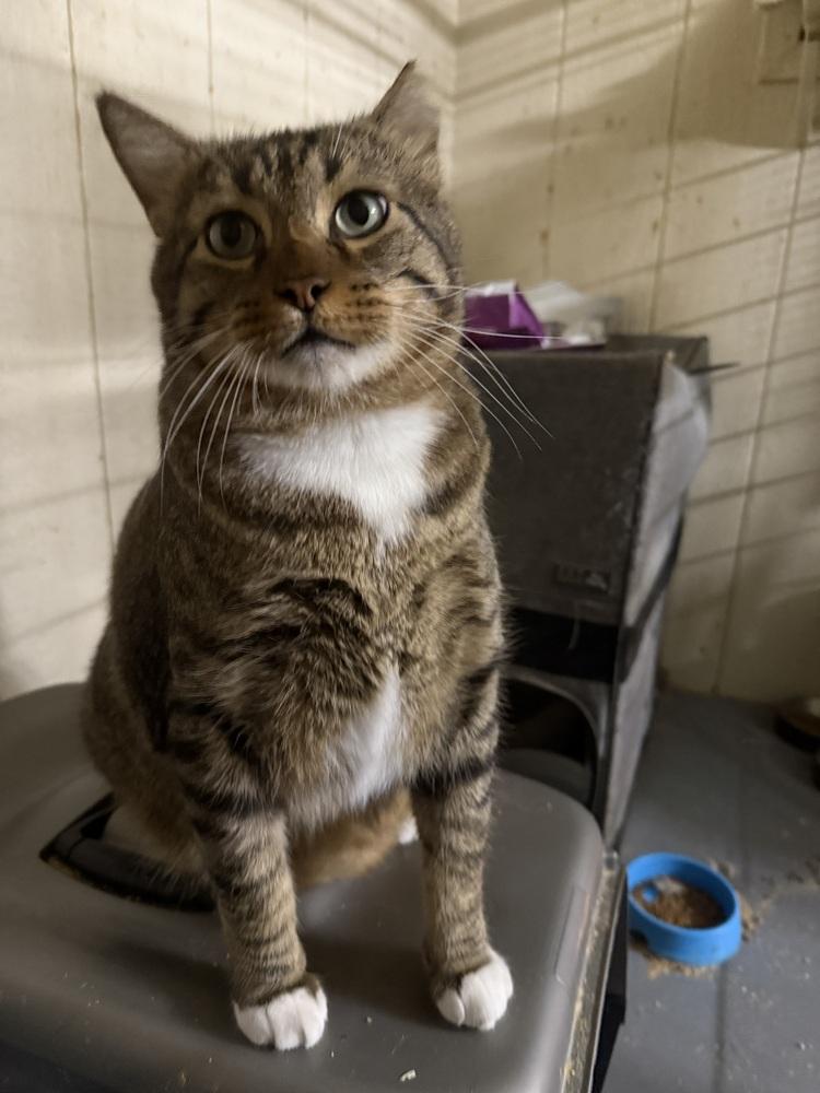 Enlarge CatMan, a Adoptable mixed breed in Dallas, TX image 4/6