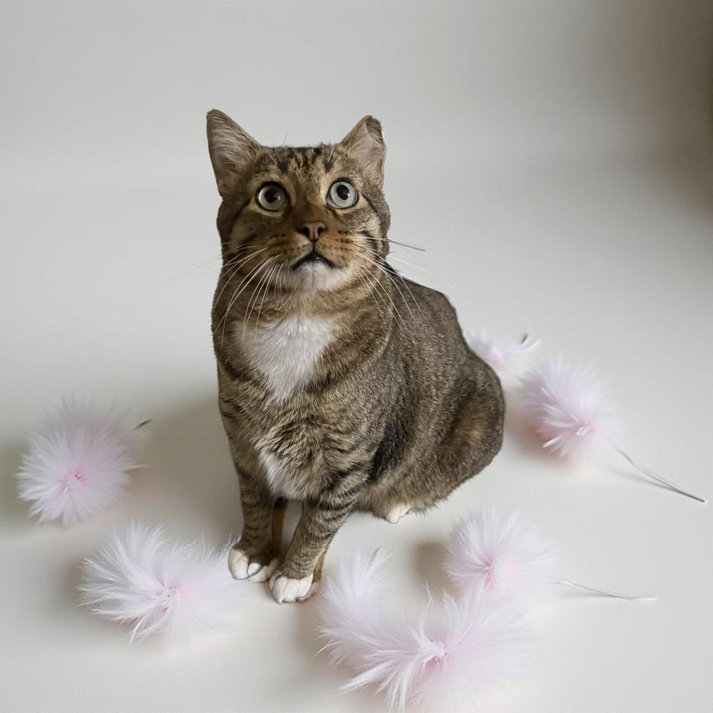 Enlarge CatMan, a Adoptable mixed breed in Dallas, TX image 5/6