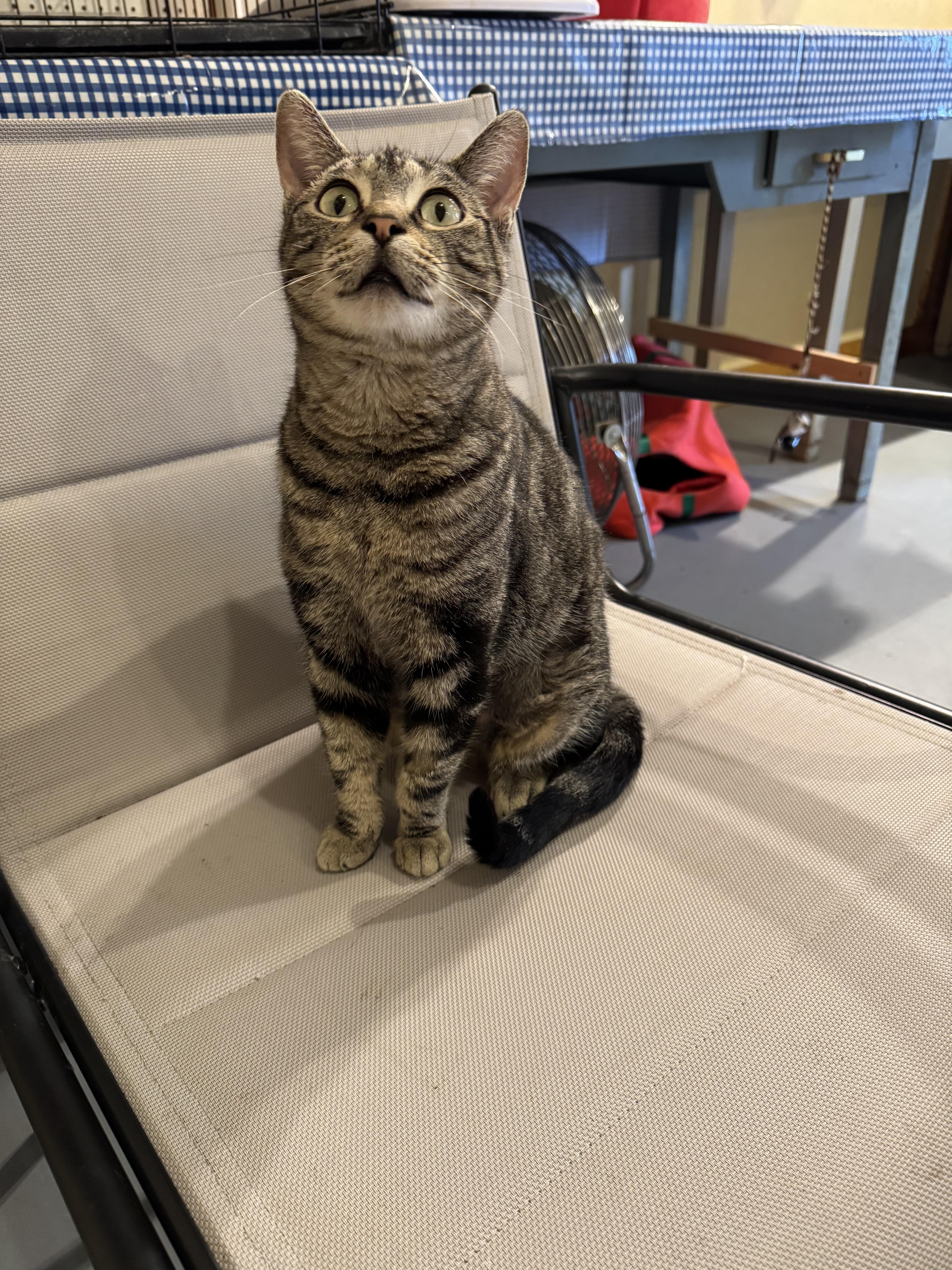 Jane, a Adoptable Domestic Short Hair in Belding, MI image 1/5