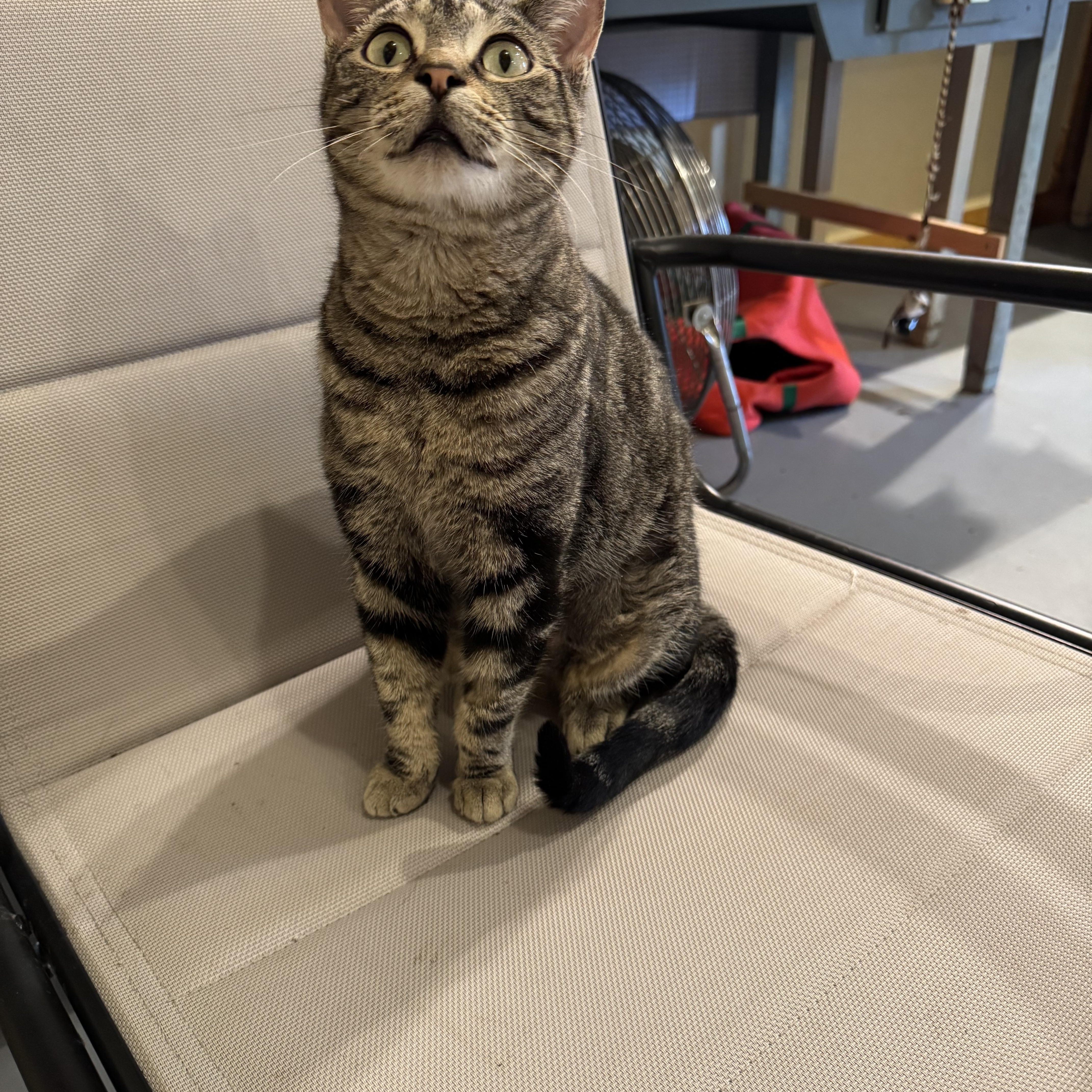 Jane, a Adoptable Domestic Short Hair in Belding, MI image 3/5