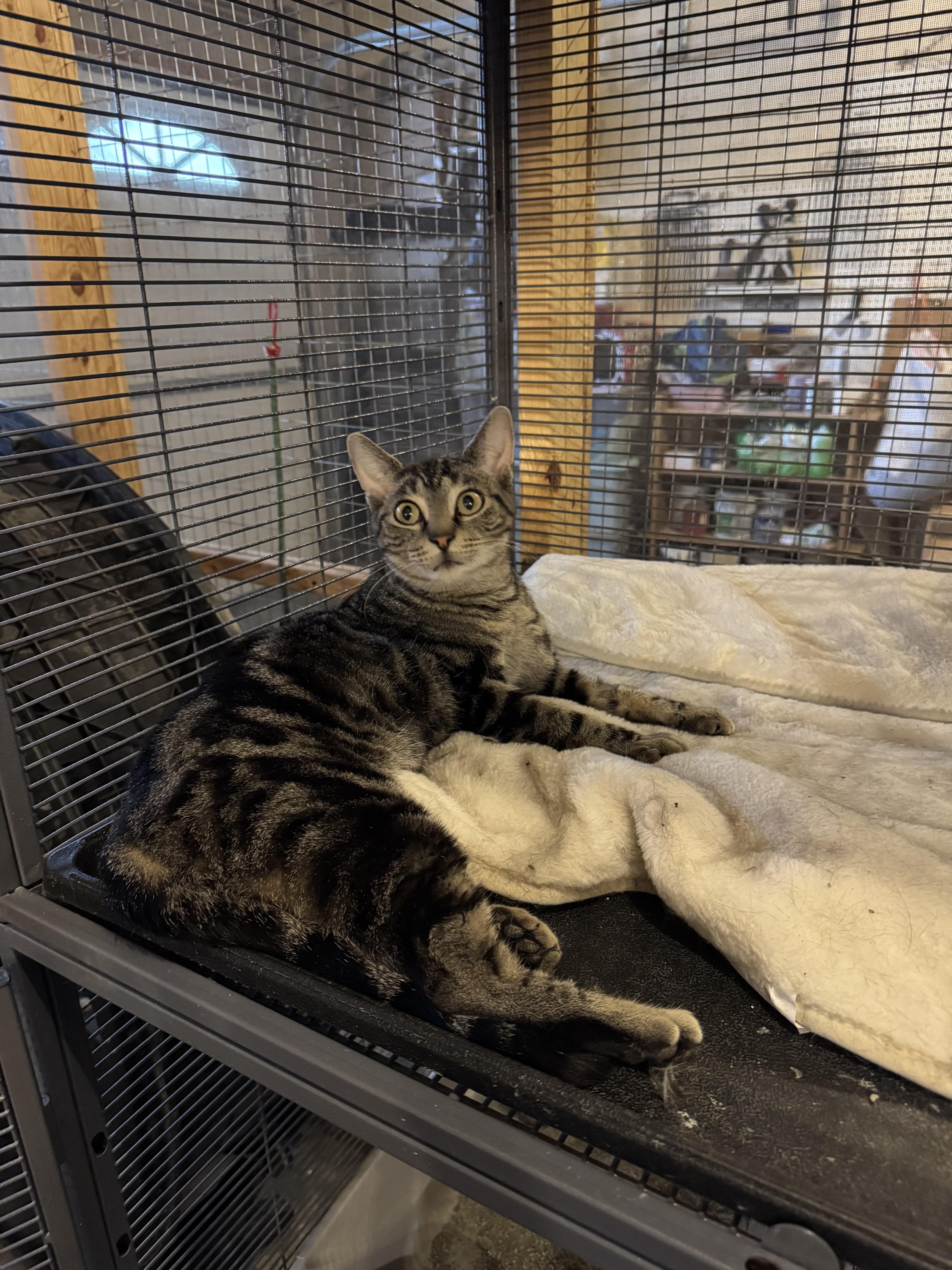 Jane, a Adoptable Domestic Short Hair in Belding, MI image 2/5