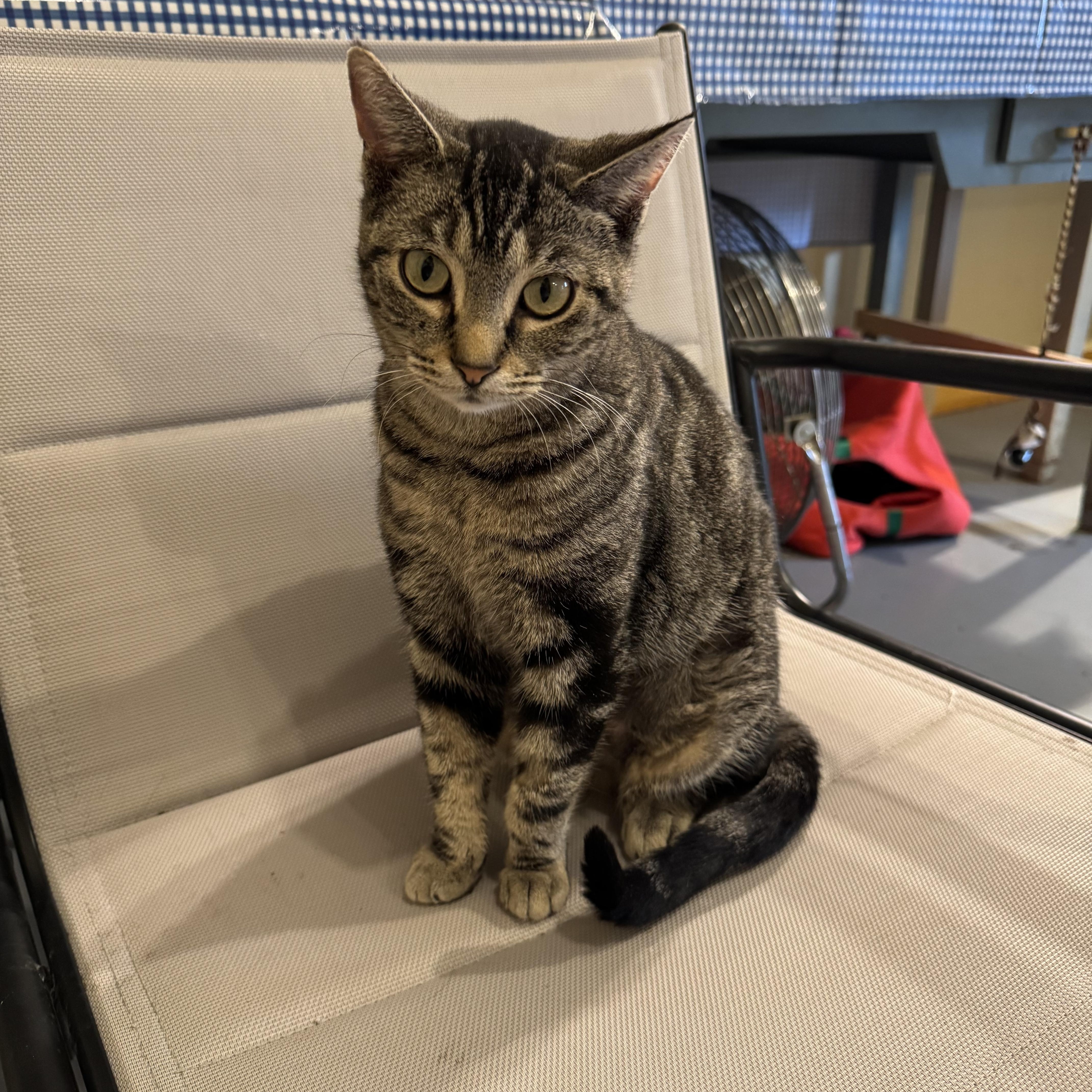 Jane, a Adoptable Domestic Short Hair in Belding, MI image 2/5