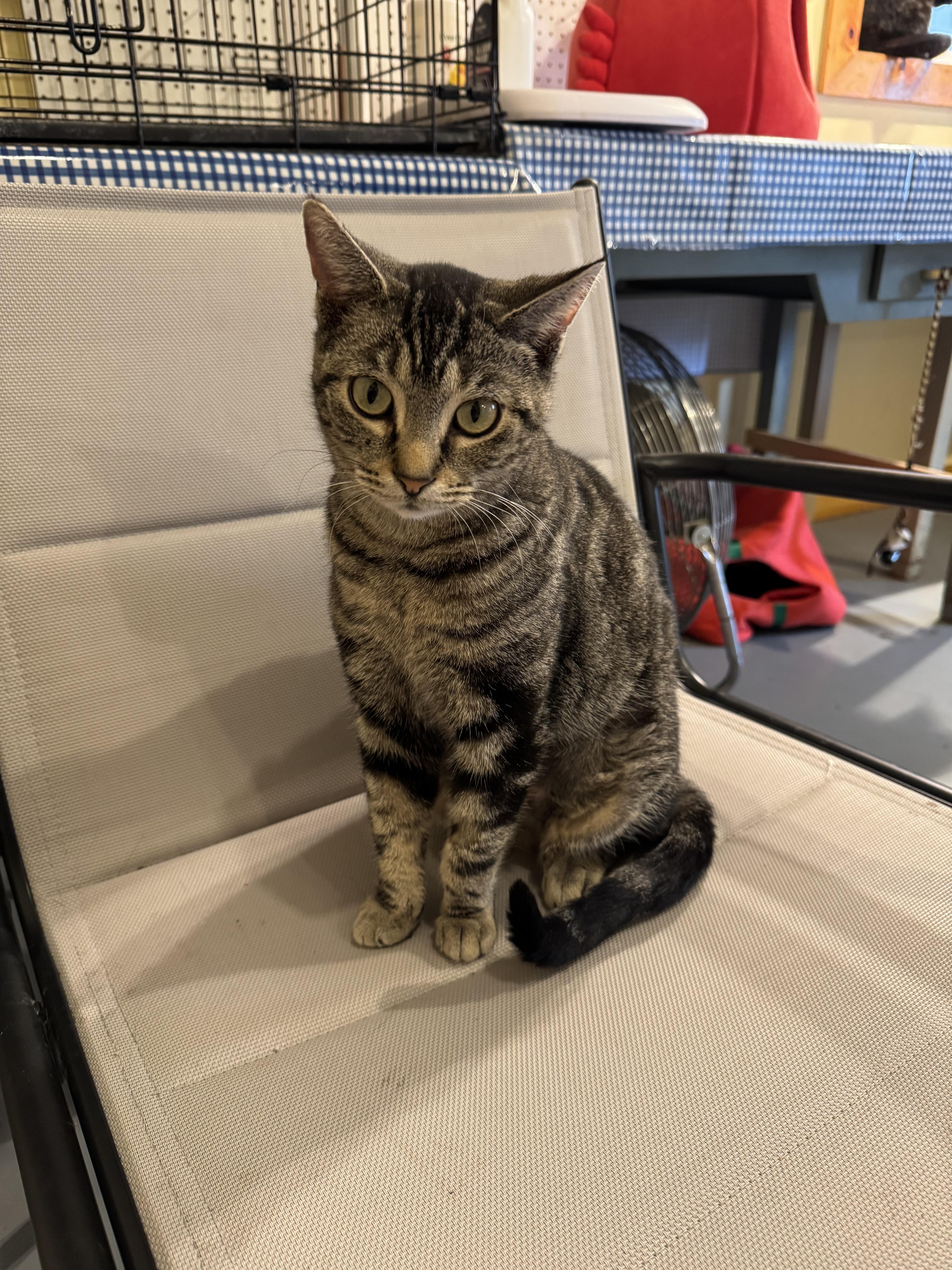 Jane, a Adoptable Domestic Short Hair in Belding, MI image 3/5