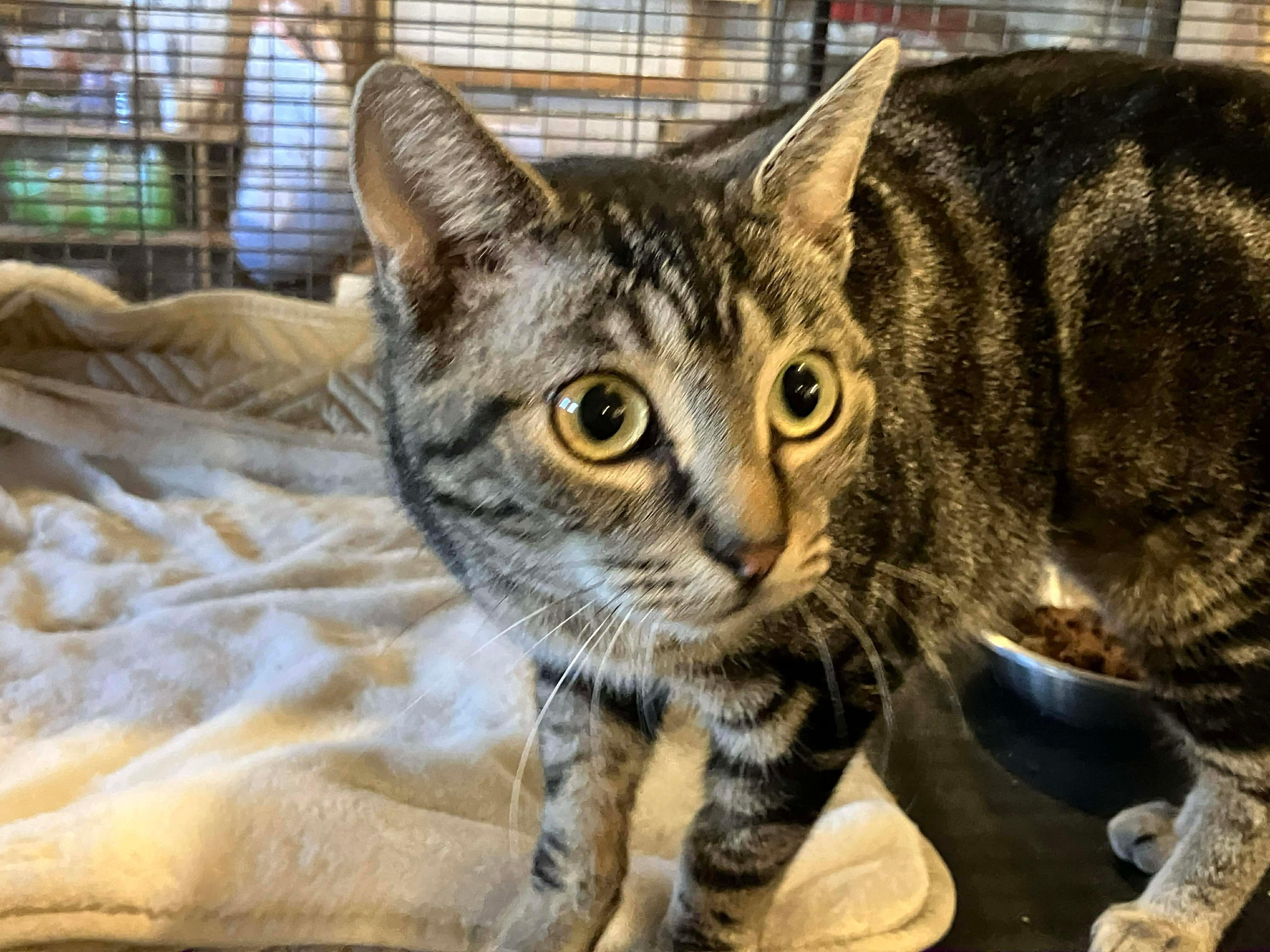 Jane, a Adoptable Domestic Short Hair in Belding, MI image 4/5