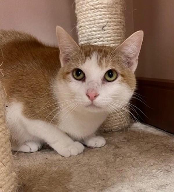 Sandra Dee, Adoptable, Young Female Domestic Short Hair.