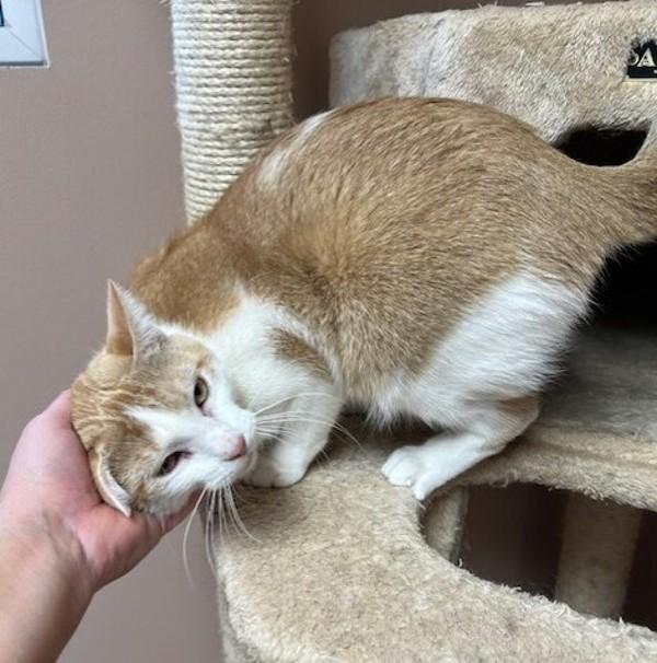 Enlarge Sandra Dee, a Adoptable mixed breed in Great Falls, MT image 2/5