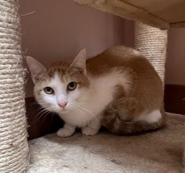 Enlarge Sandra Dee, a Adoptable mixed breed in Great Falls, MT image 4/5