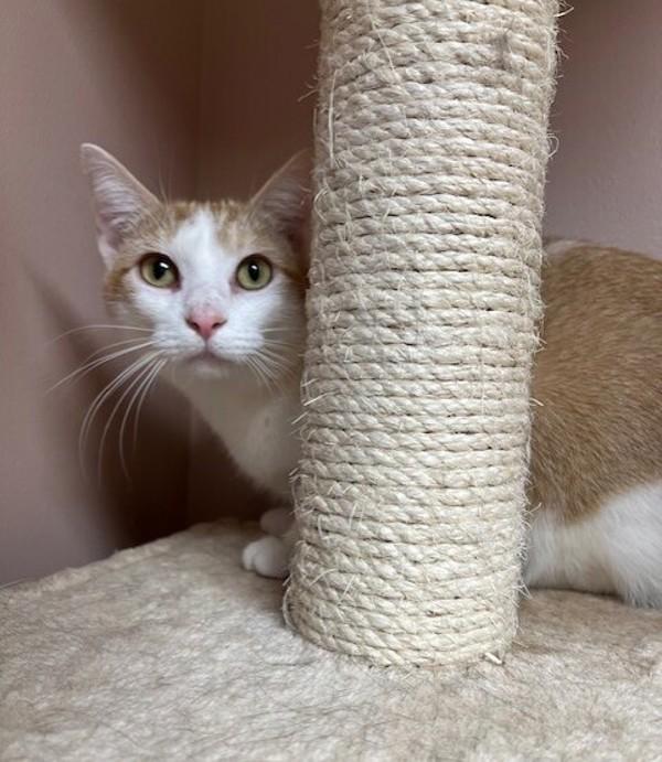 Enlarge Sandra Dee, a Adoptable mixed breed in Great Falls, MT image 5/5