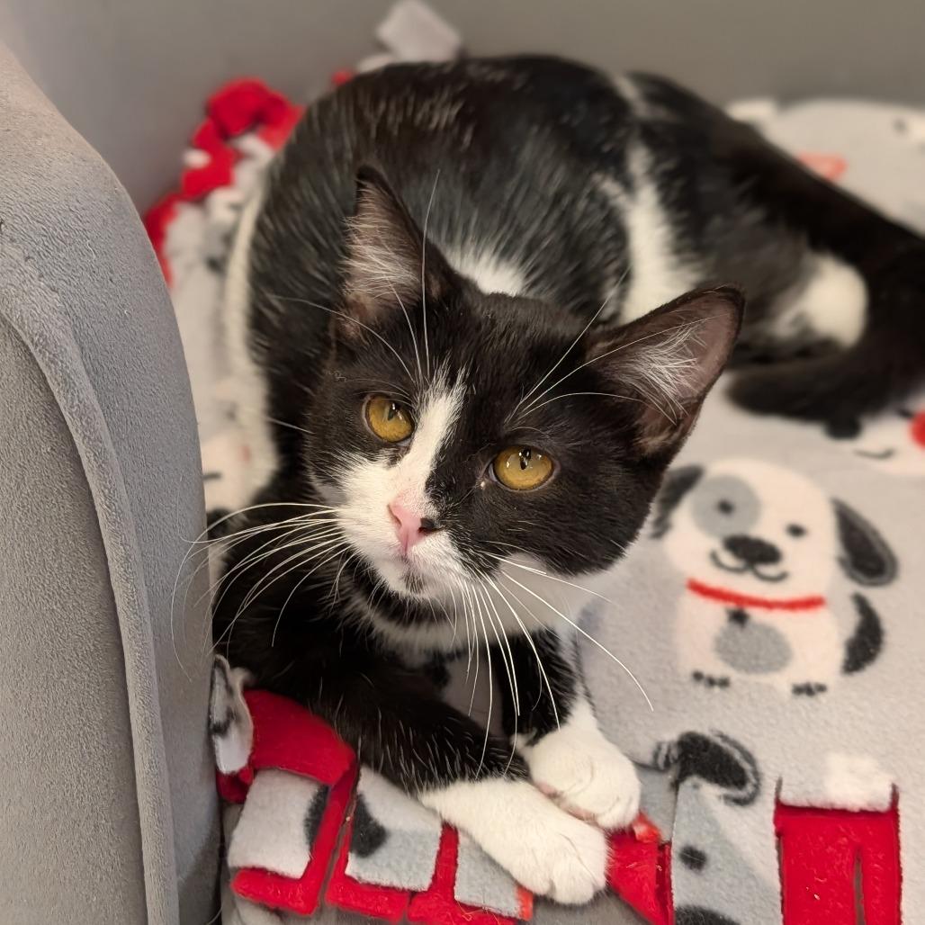Royal, adopted, Kitten Female Domestic Short Hair.