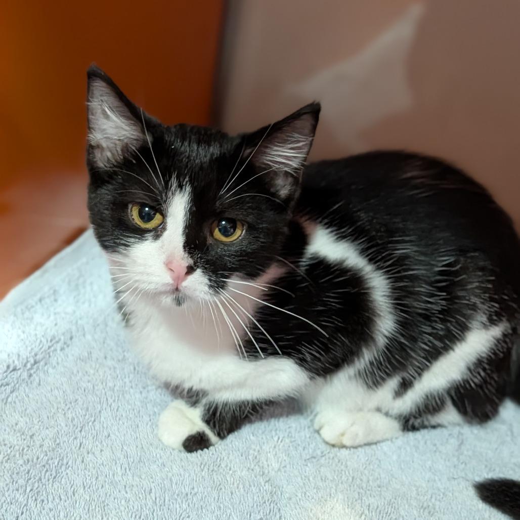 Enlarge Royal, an adopted Domestic Short Hair in Cape Girardeau, MO image 3/3