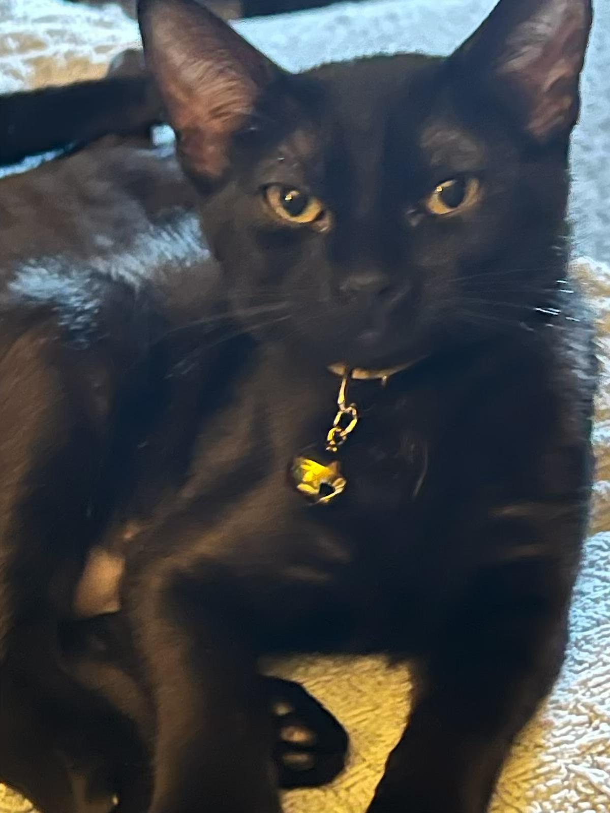 Vera - Kuykendahl Petsmart