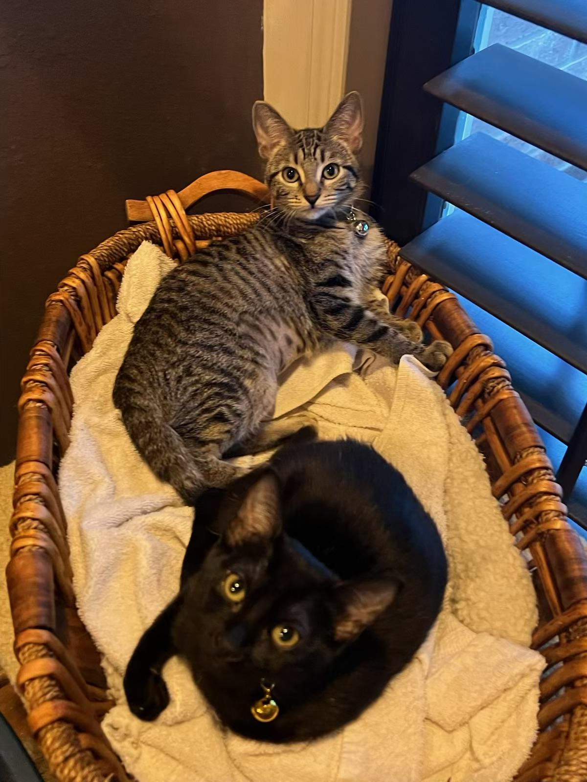 Vera - Kuykendahl Petsmart — thumbnail 2