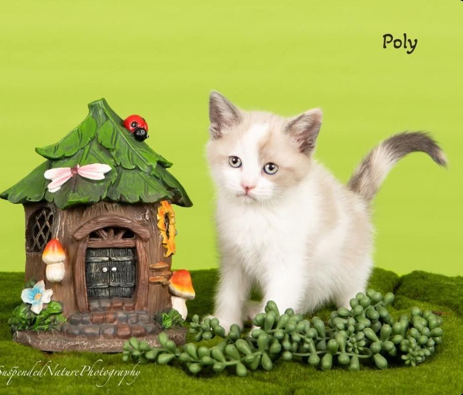 Enlarge Poly, a Adoptable Snowshoe in San Jacinto, CA image 2/2