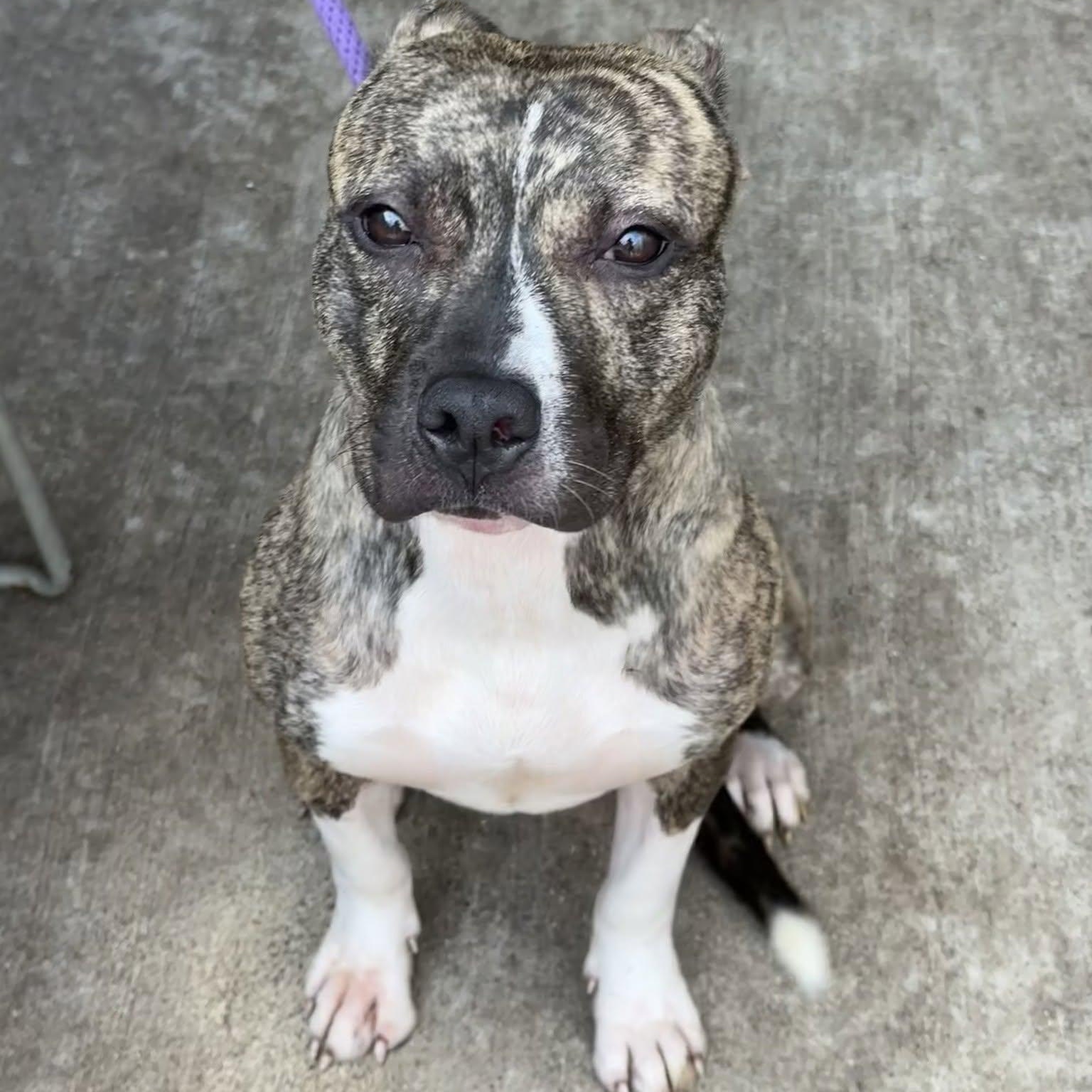 Enlarge Chai, a Adoptable Pit Bull Terrier in Chicago, IL image 3/5