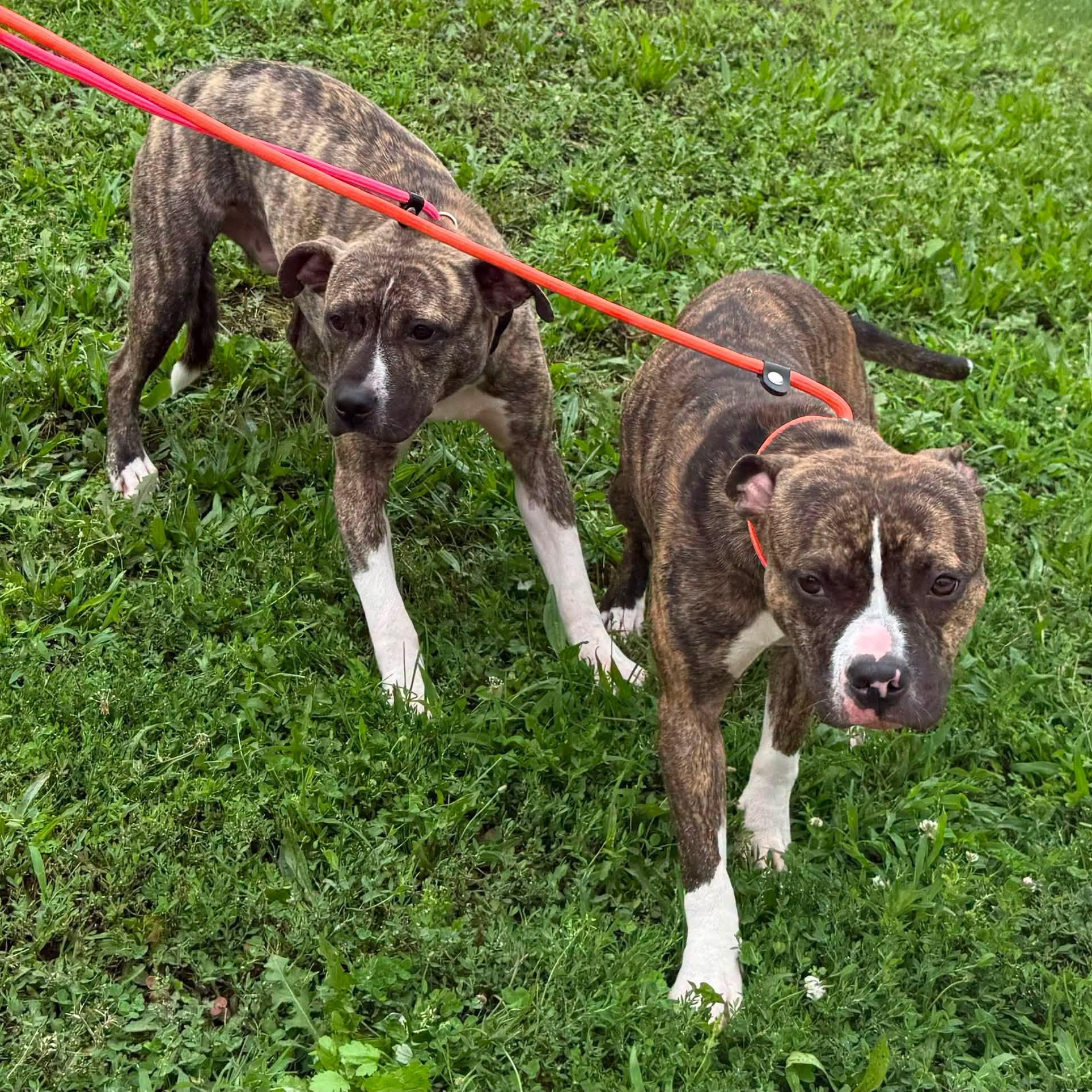 Enlarge Chai, a Adoptable Pit Bull Terrier in Chicago, IL image 5/5