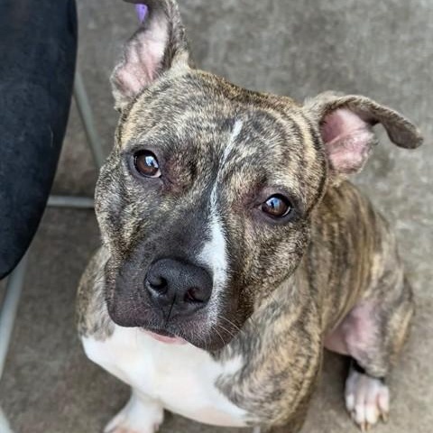 Chai, Adoptable, Young Male Pit Bull Terrier.