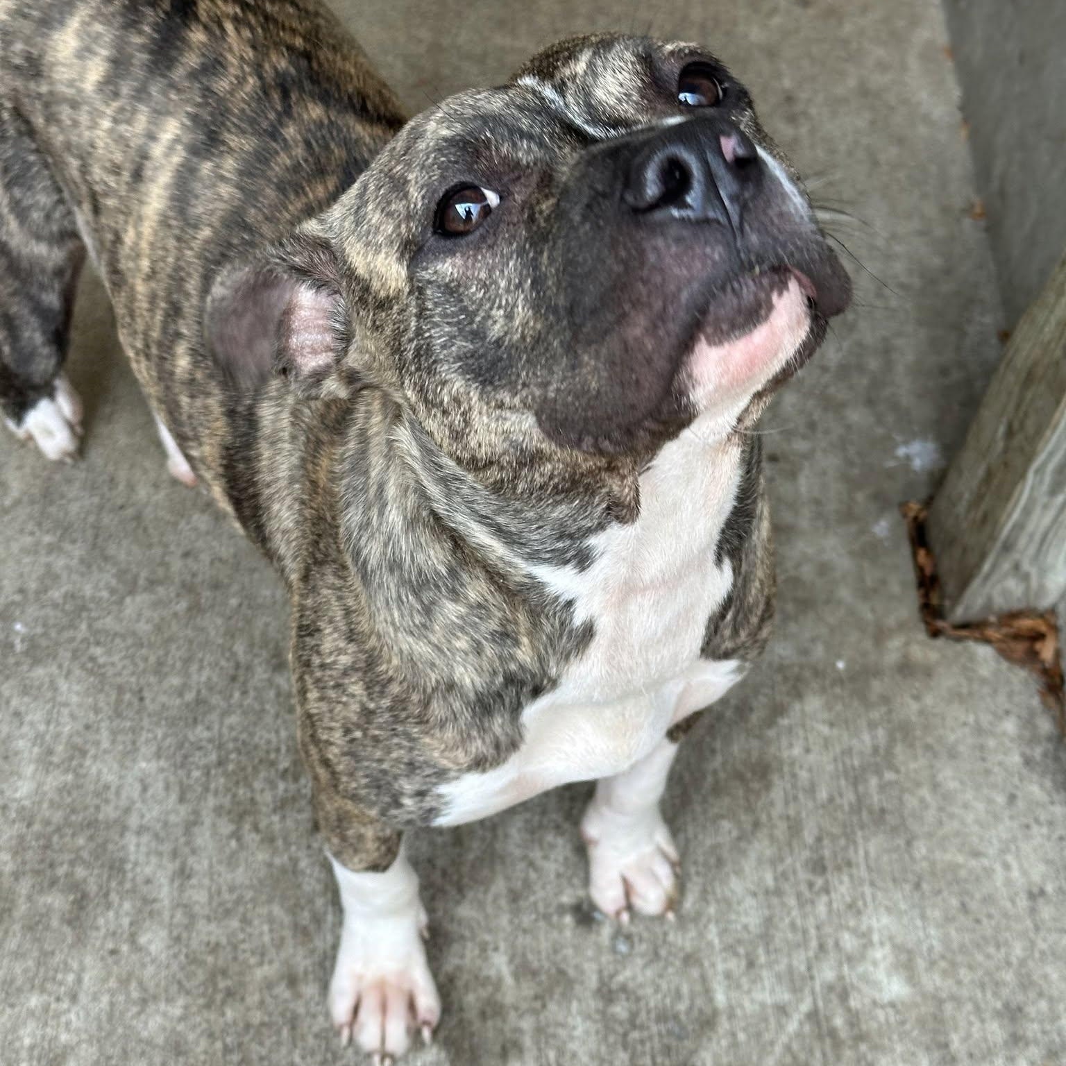 Enlarge Chai, a Adoptable Pit Bull Terrier in Chicago, IL image 4/5