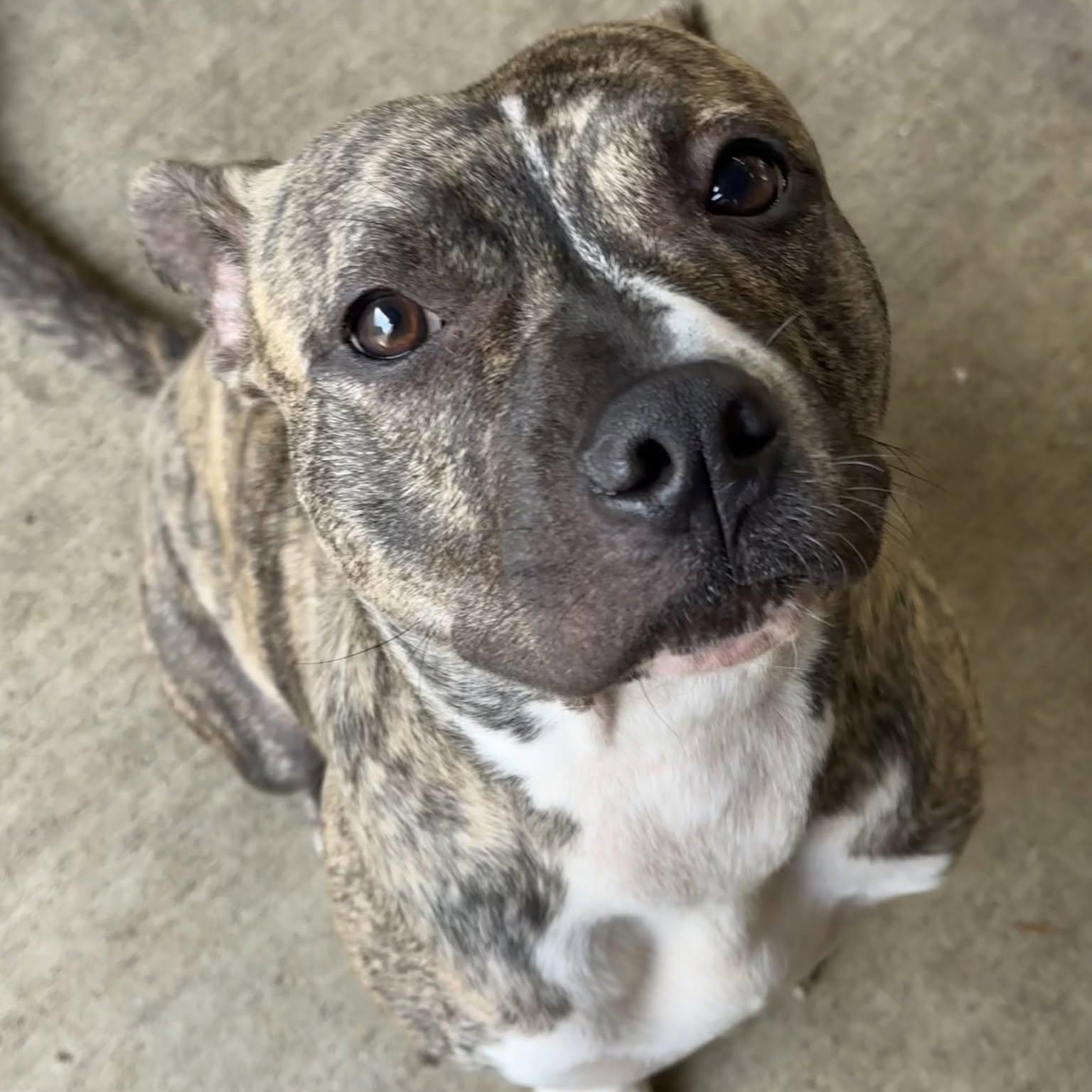 Enlarge Chai, a Adoptable Pit Bull Terrier in Chicago, IL image 2/5