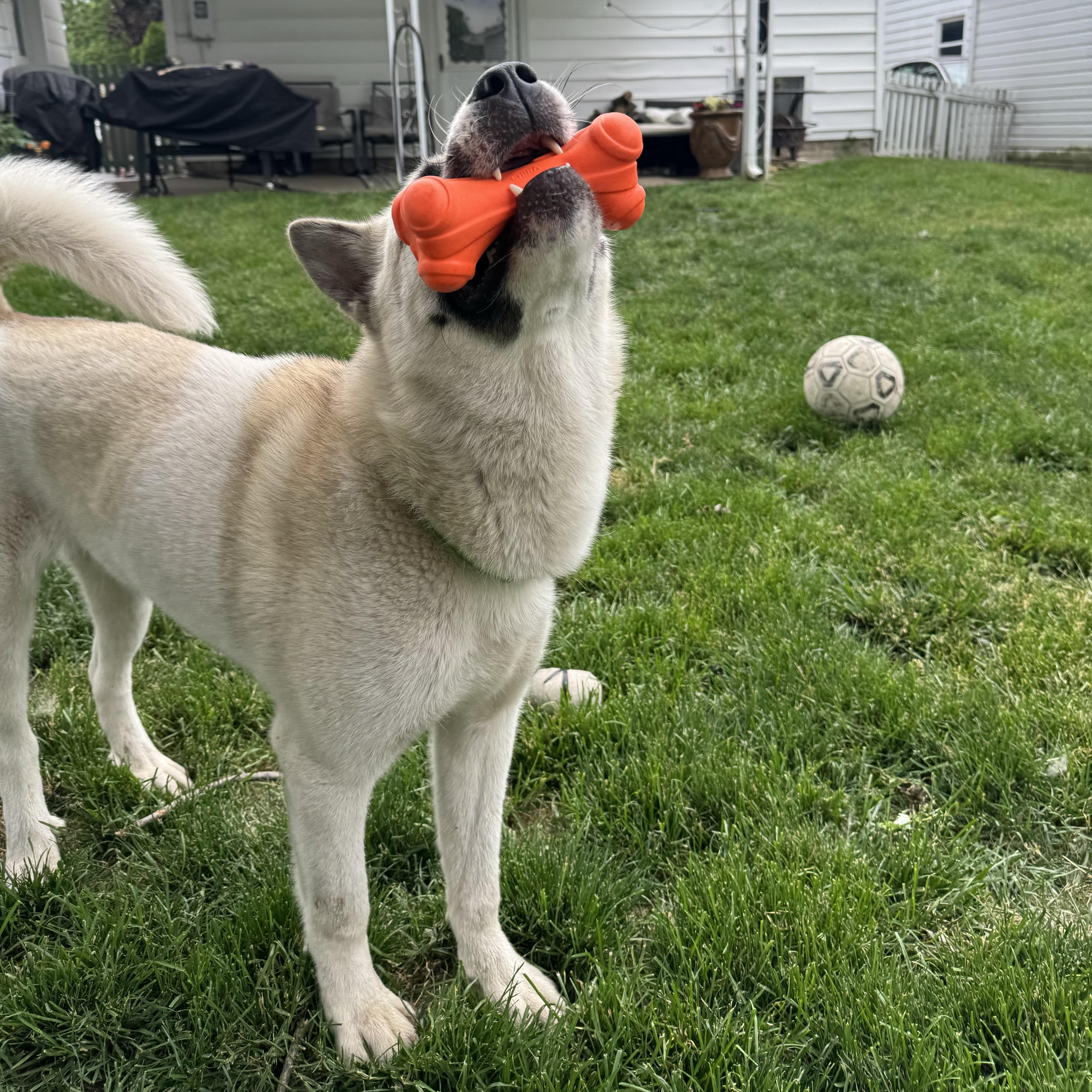 Enlarge Mack, a ADOPTABLE mixed breed in China Township, MI image 5/6