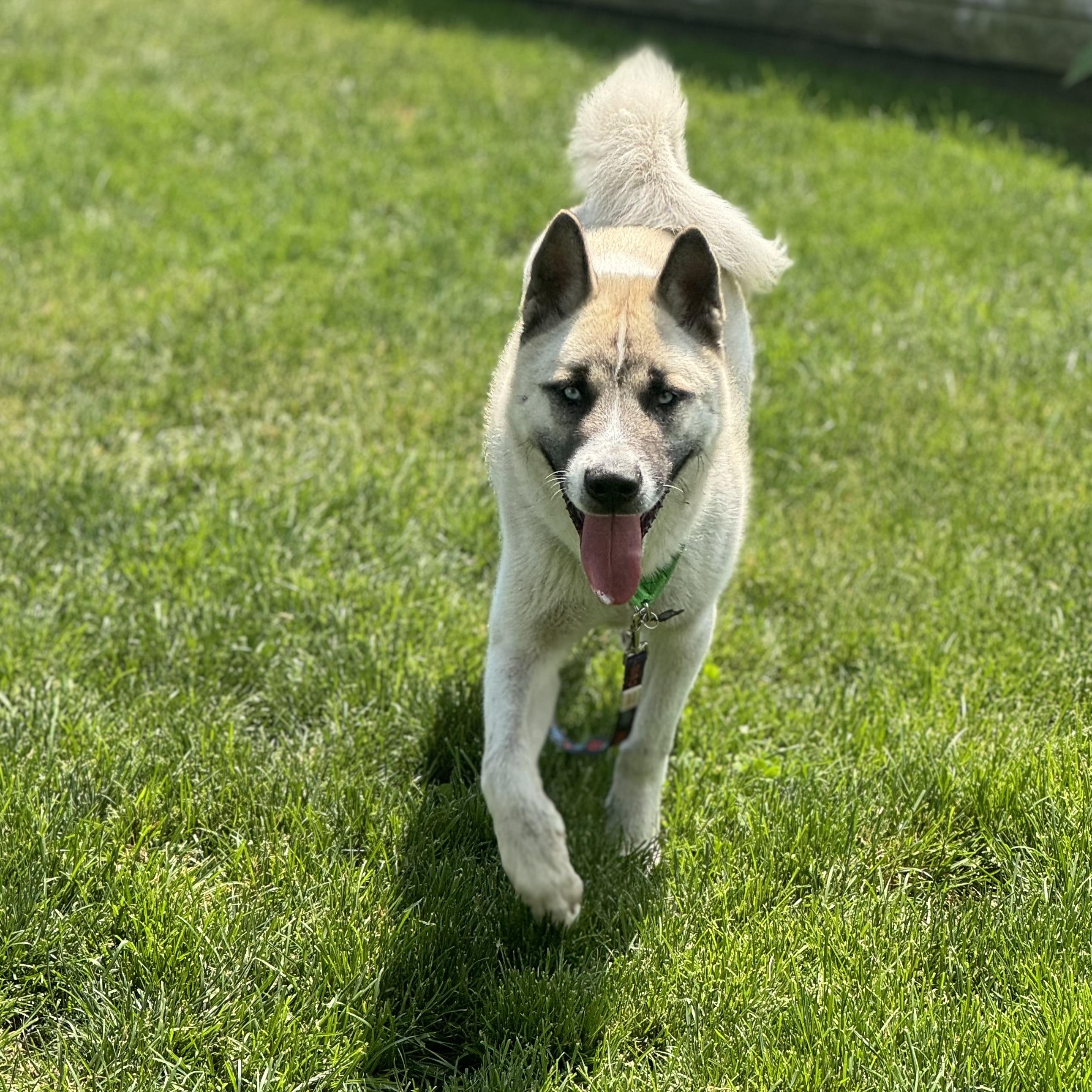Enlarge Mack, a ADOPTABLE mixed breed in China Township, MI image 2/6