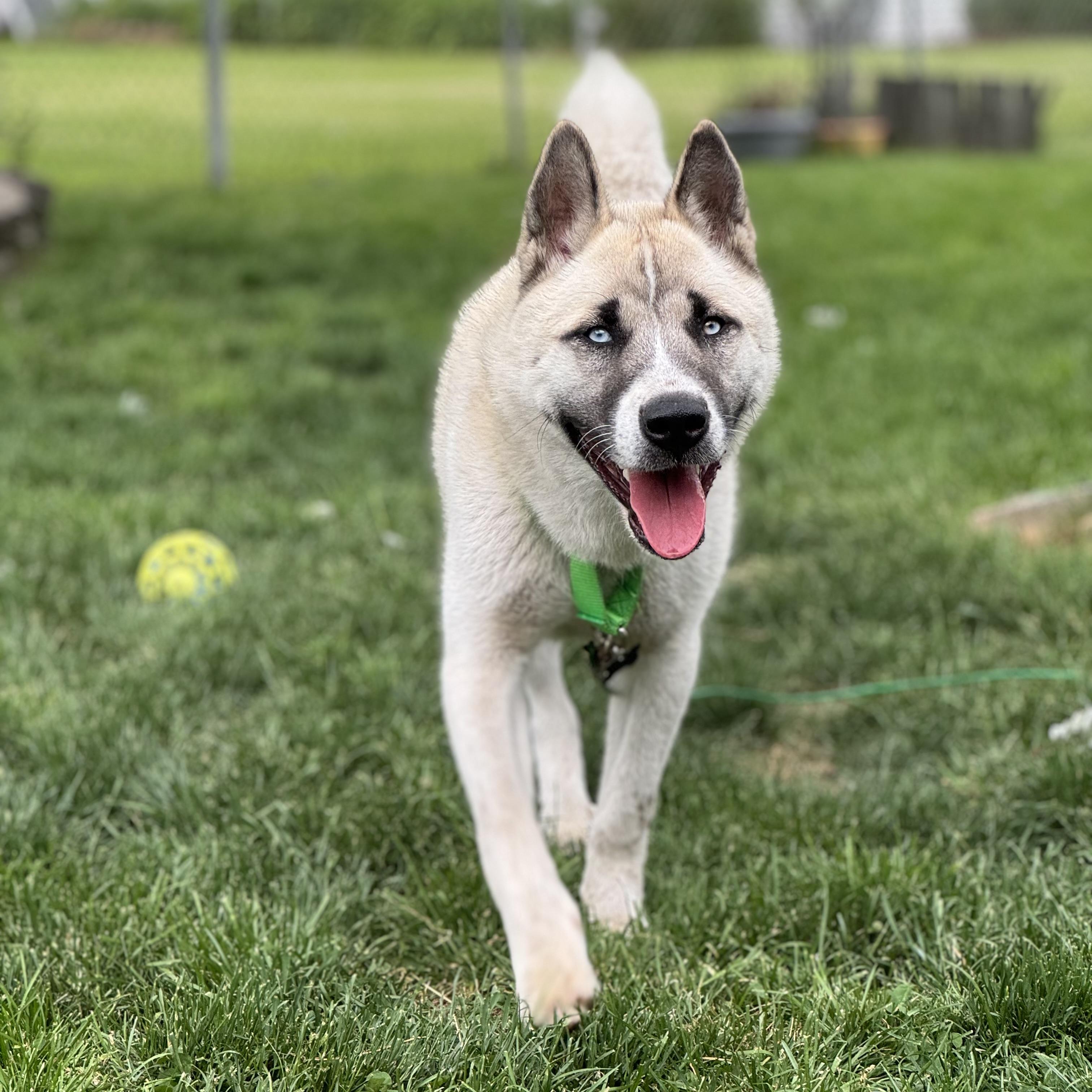 Enlarge Mack, a ADOPTABLE mixed breed in China Township, MI image 4/6