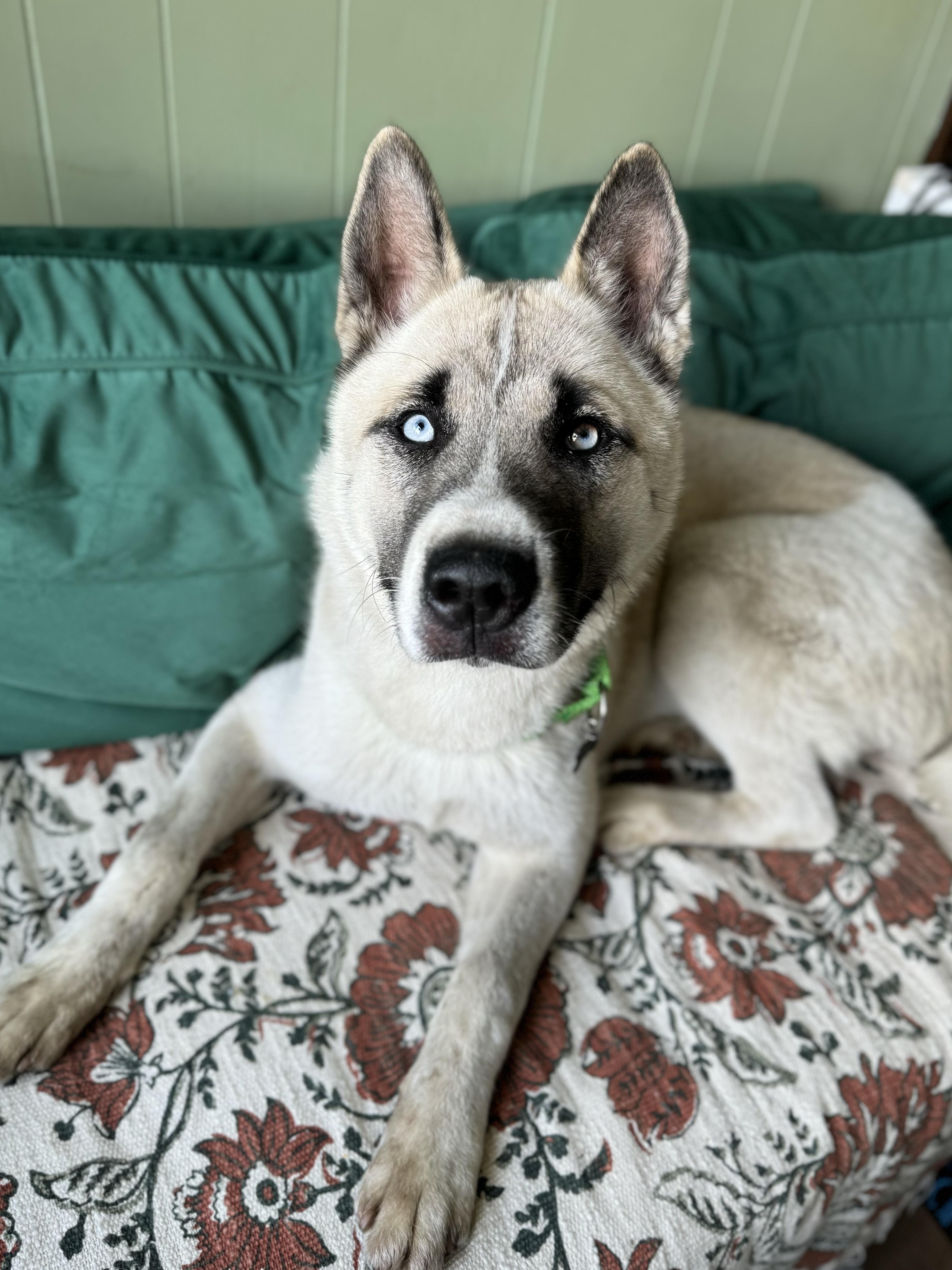 Mack, adopted, Puppy Male Akita & Husky.